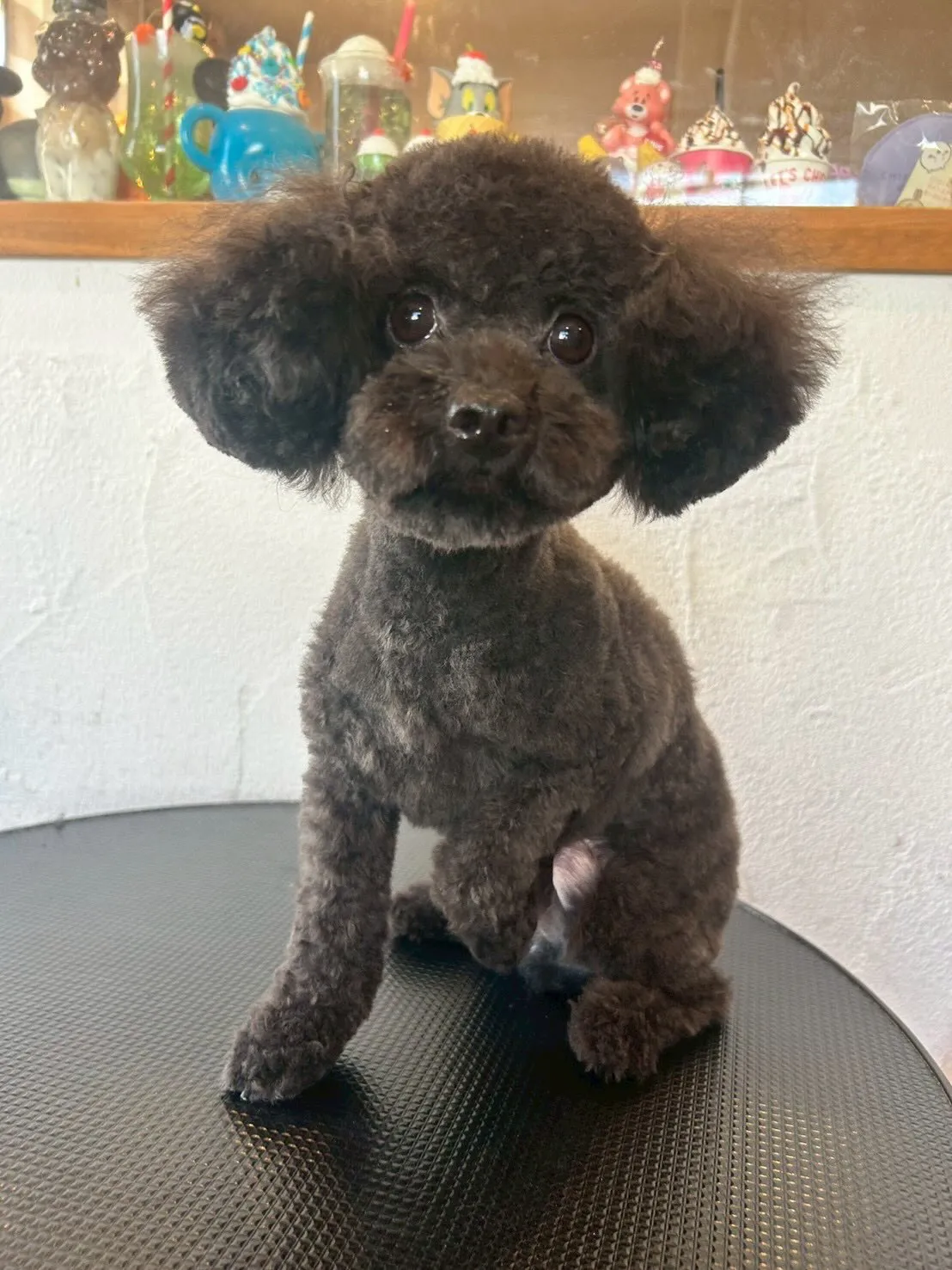 🐾🐶✨ トリミングサロンでの素敵な1日をご紹介します！