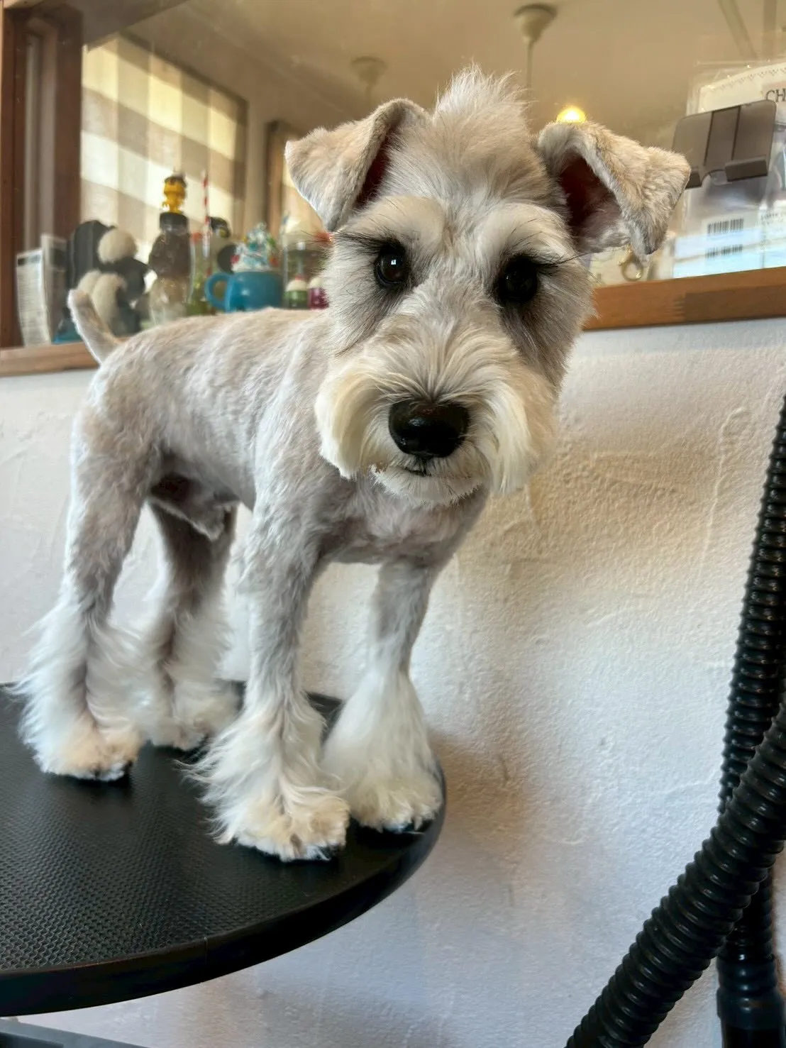 🐾✨ トリミングサロンの一日をちょっと覗いてみましょう👀