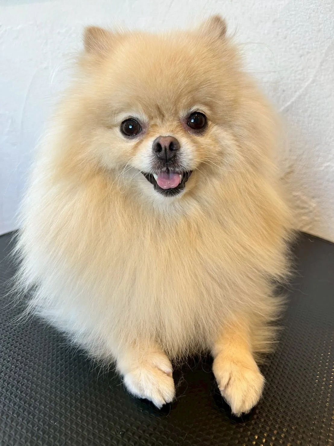 🐾✨ トリミングサロンの一日をちょっと覗いてみましょう👀