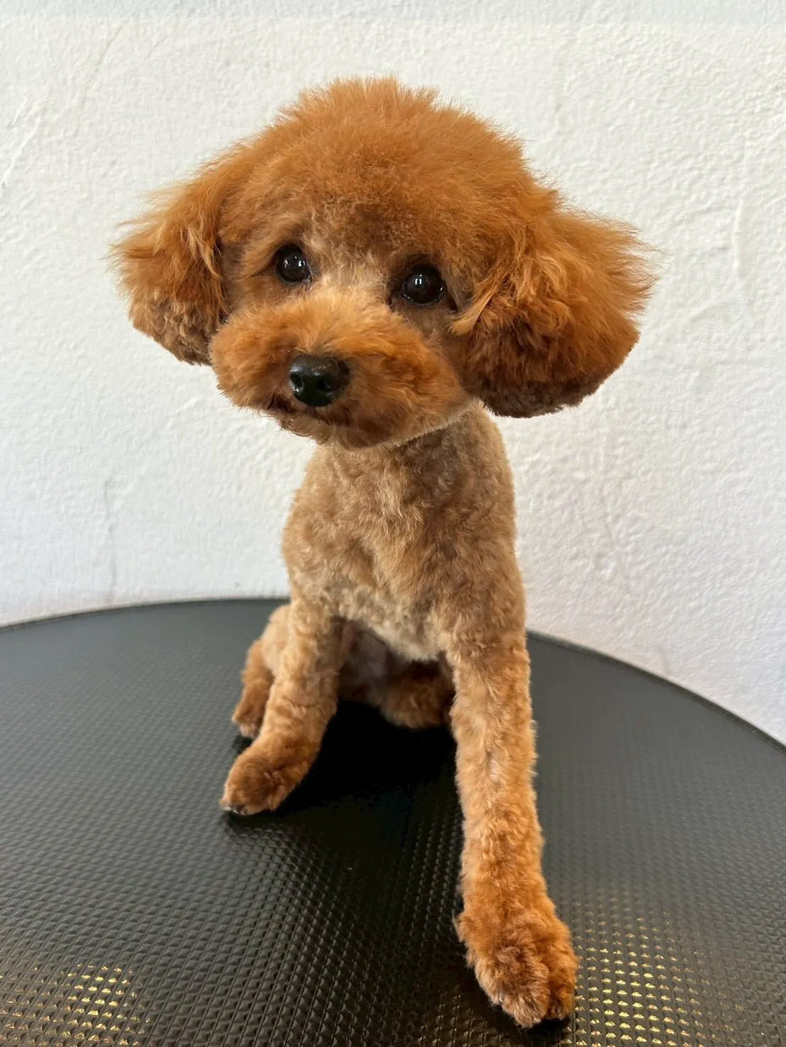 🐾✨ トリミングサロンの一日をちょっと覗いてみましょう👀