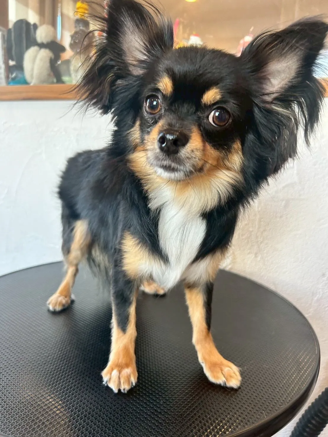 🐾✨ トリミングサロンの一日をちょっと覗いてみましょう👀