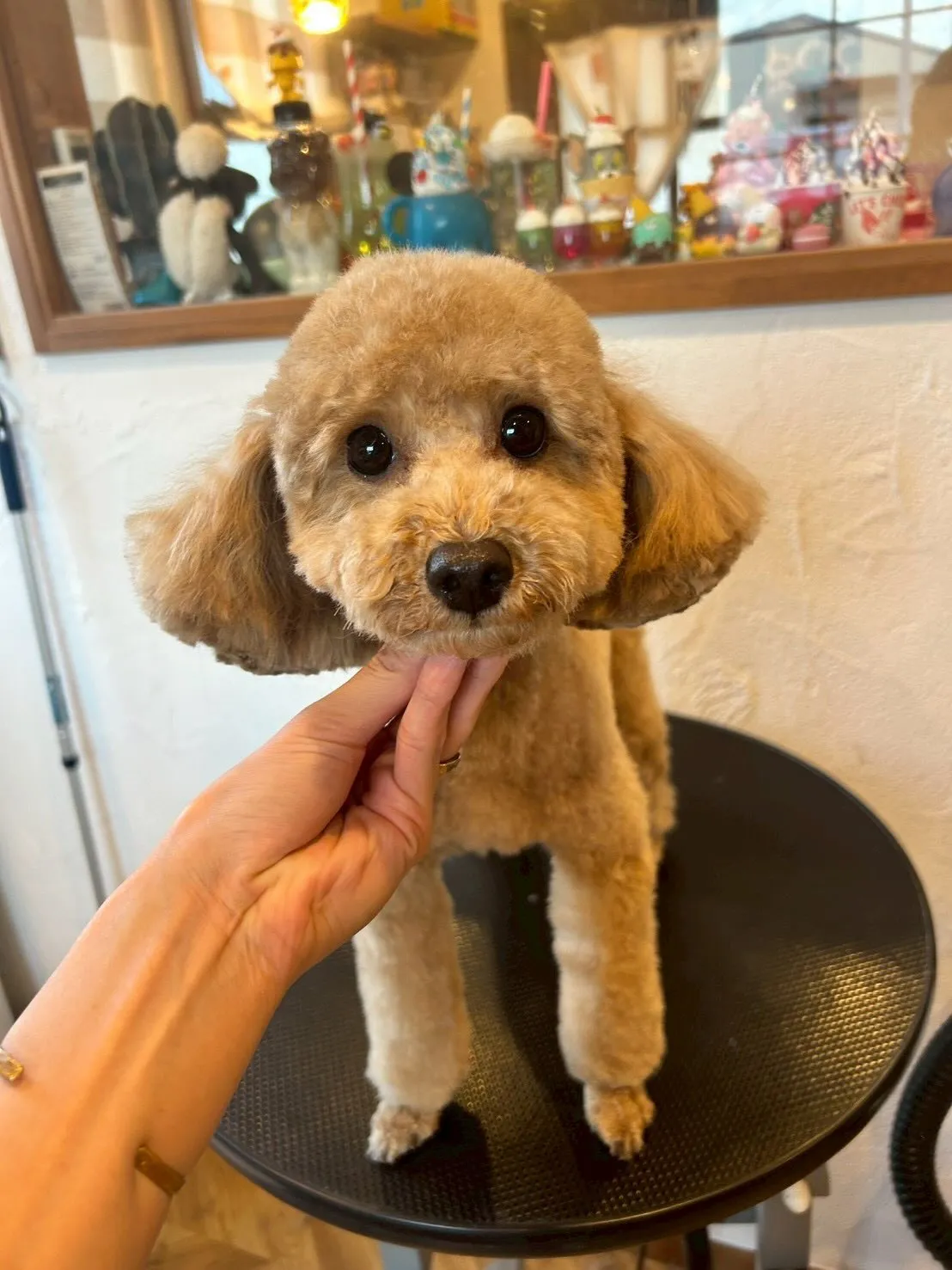 🐾✨ トリミングサロンの一日をちょっと覗いてみましょう👀