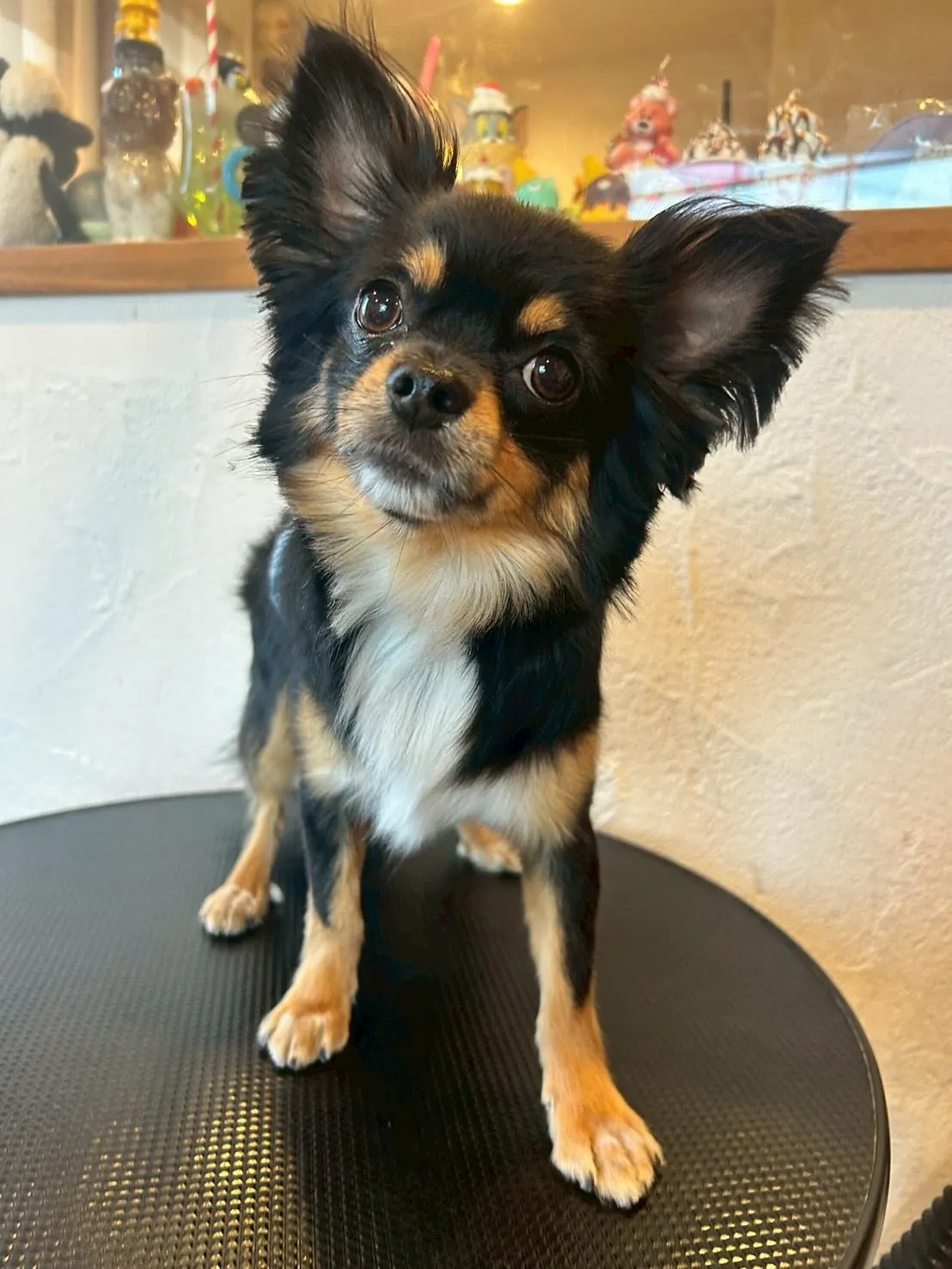 🐾✨ トリミングサロンの一日をちょっと覗いてみましょう👀