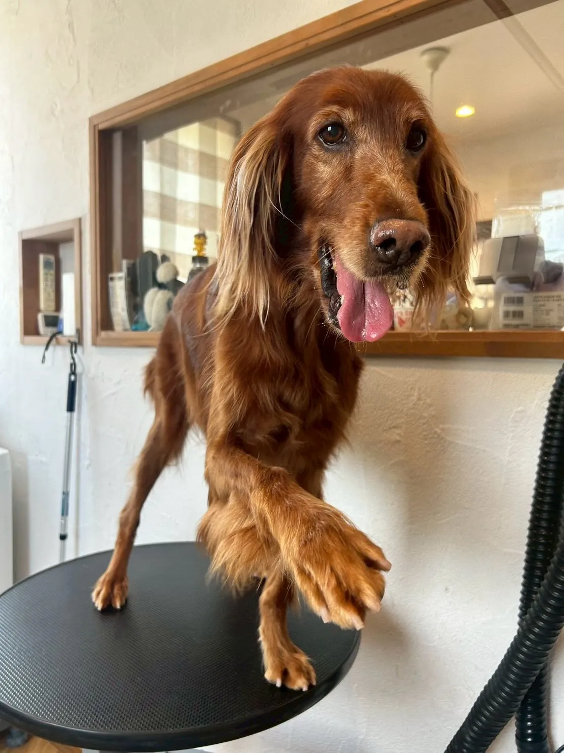 ペットラバーズの皆さん！🐾✨