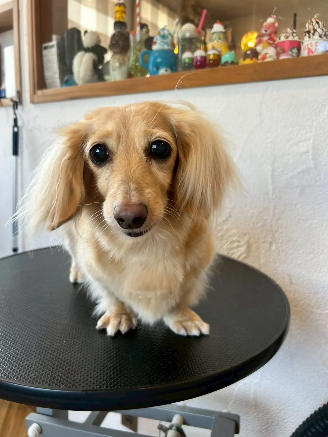 ペットラバーズの皆さん！🐾✨