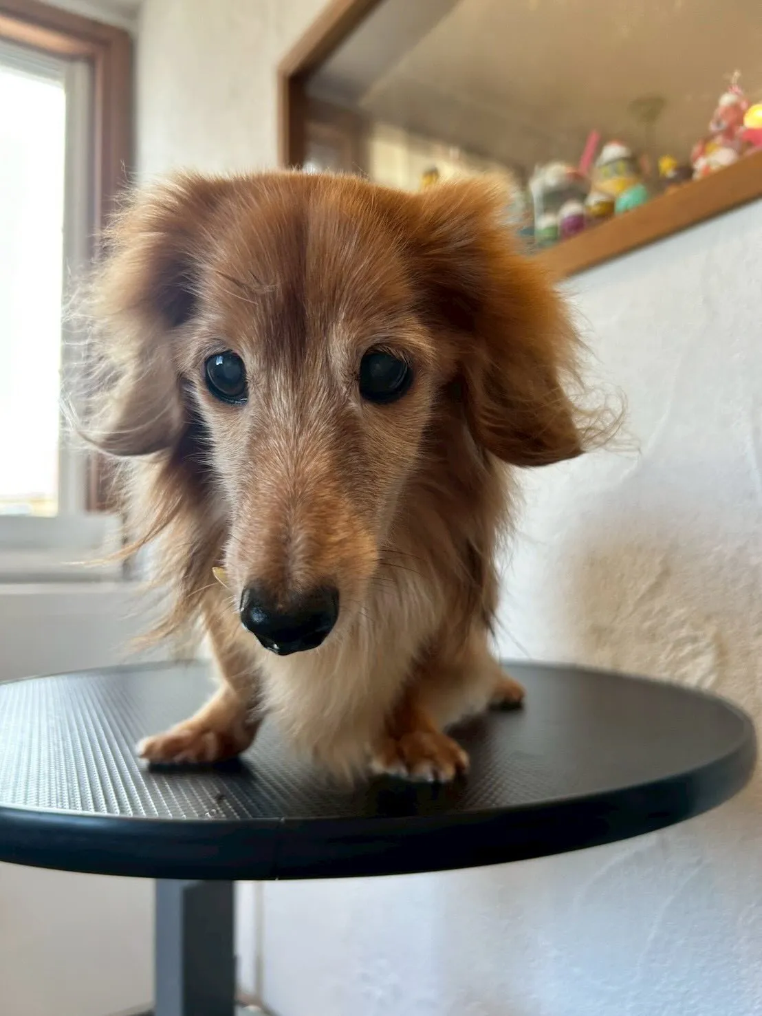 ペットラバーズの皆さん！🐾✨