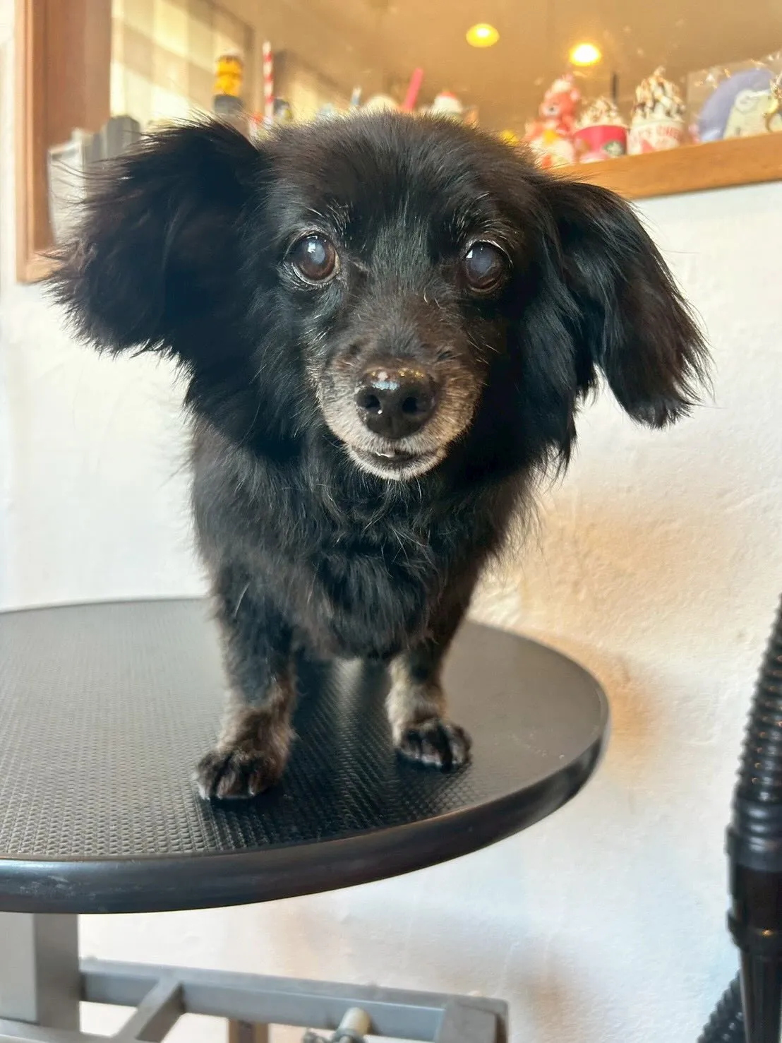 ペットラバーズの皆さん！🐾✨