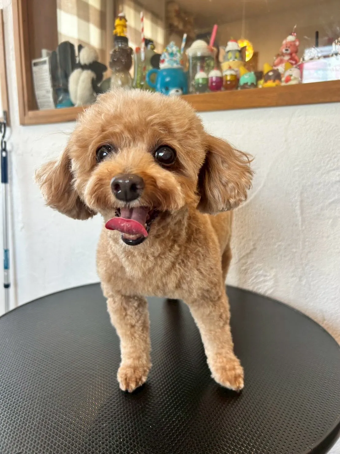 ✨✨キュートなワンちゃんたちと楽しい時間を過ごしました！🦴🐾