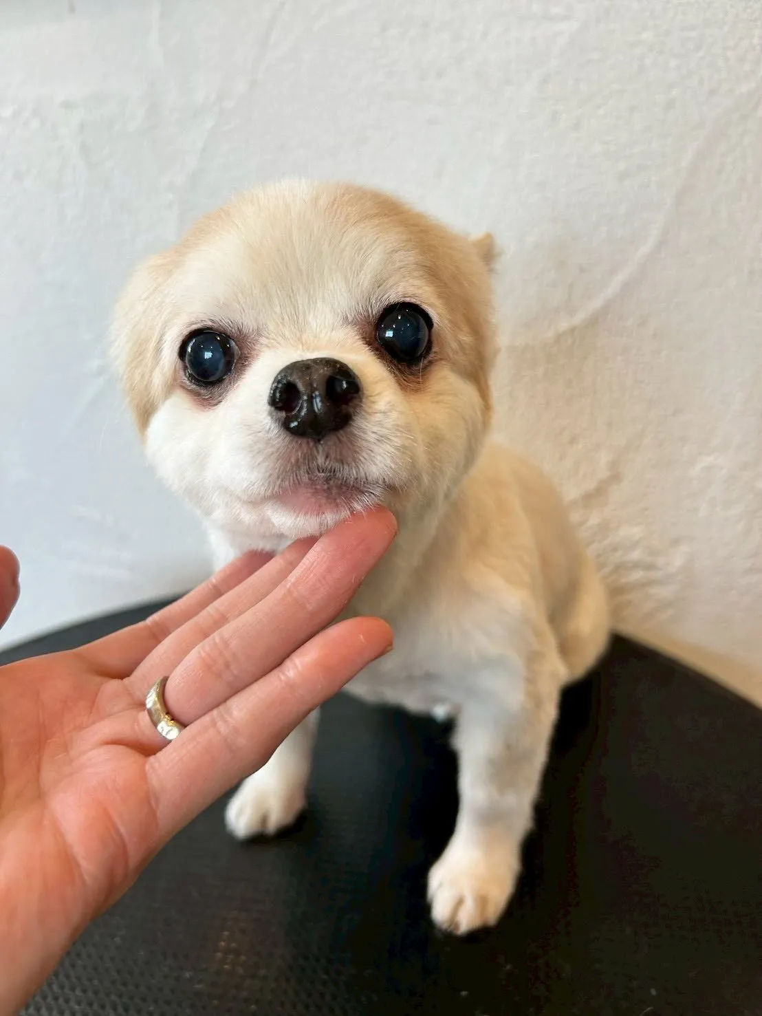 ✨✨キュートなワンちゃんたちと楽しい時間を過ごしました！🦴🐾