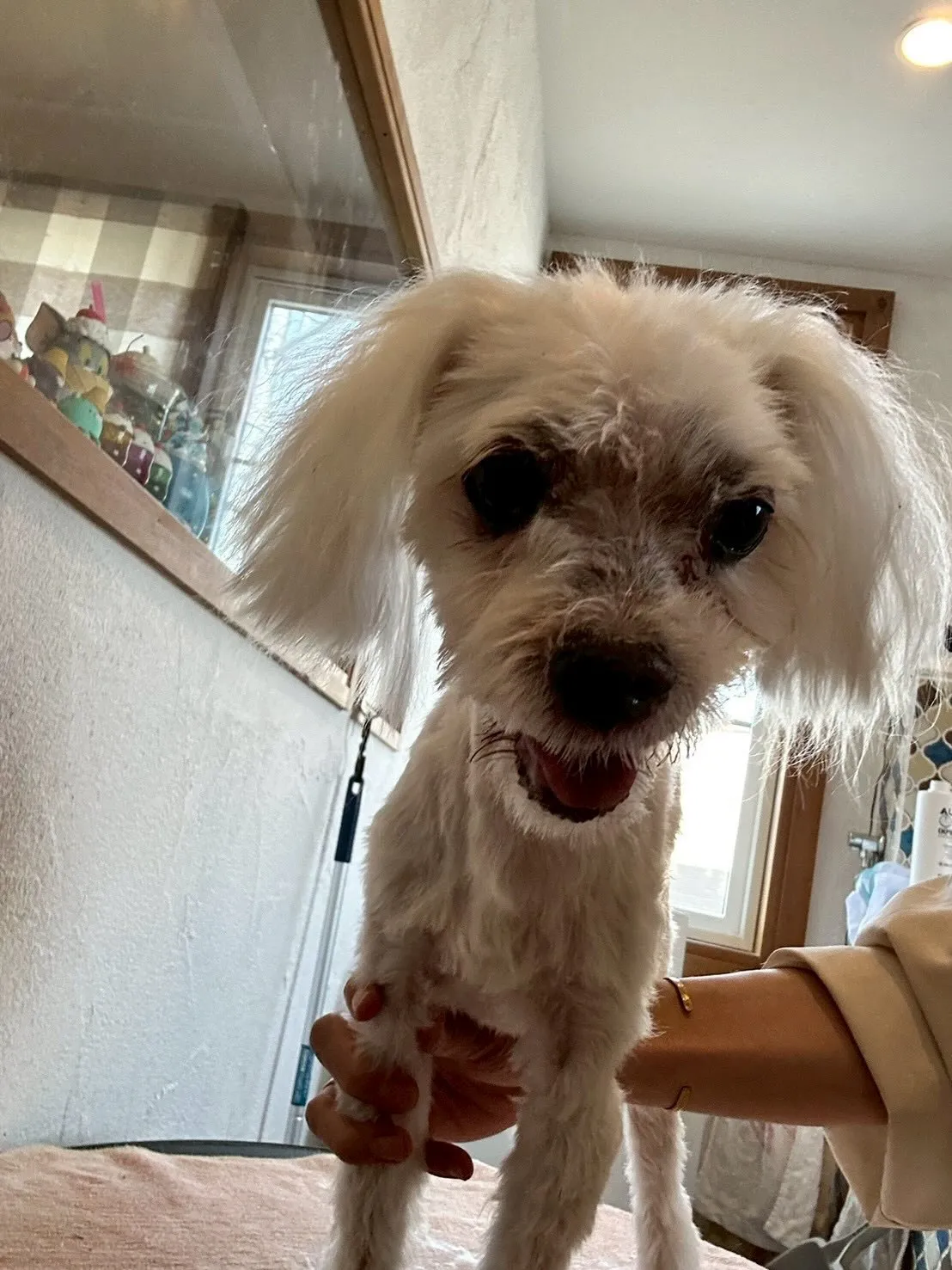 ✨✨キュートなワンちゃんたちと楽しい時間を過ごしました！🦴🐾