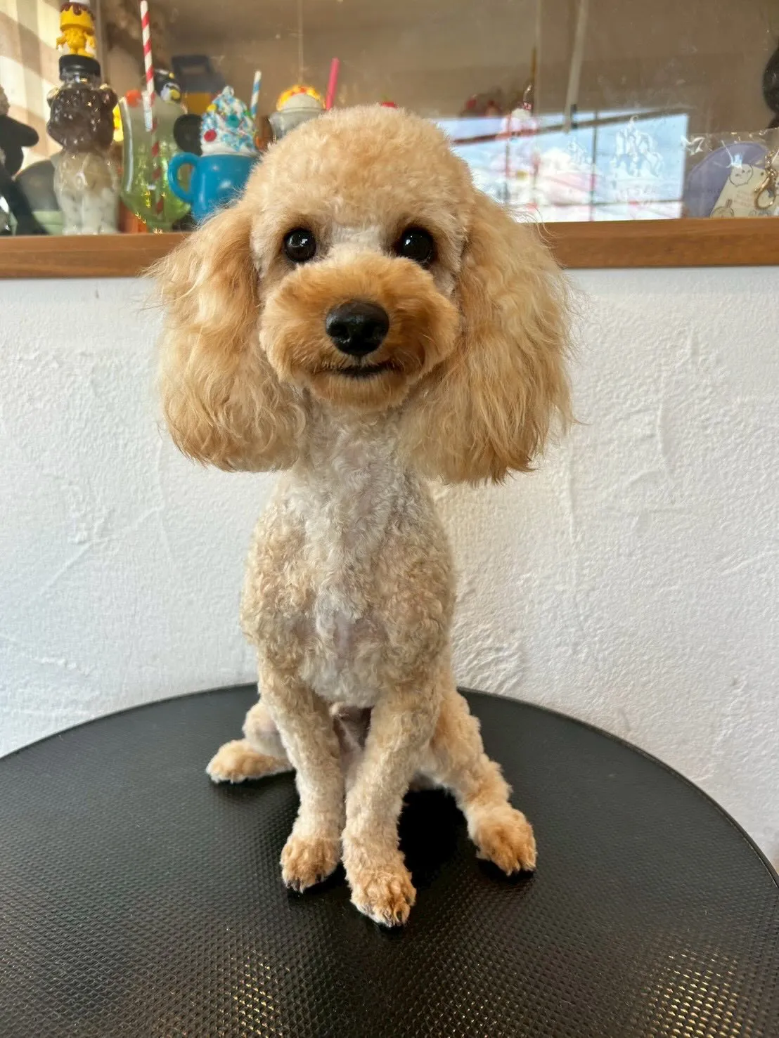 ワンちゃんたちの素敵なビフォーアフターを紹介します🐕✂️