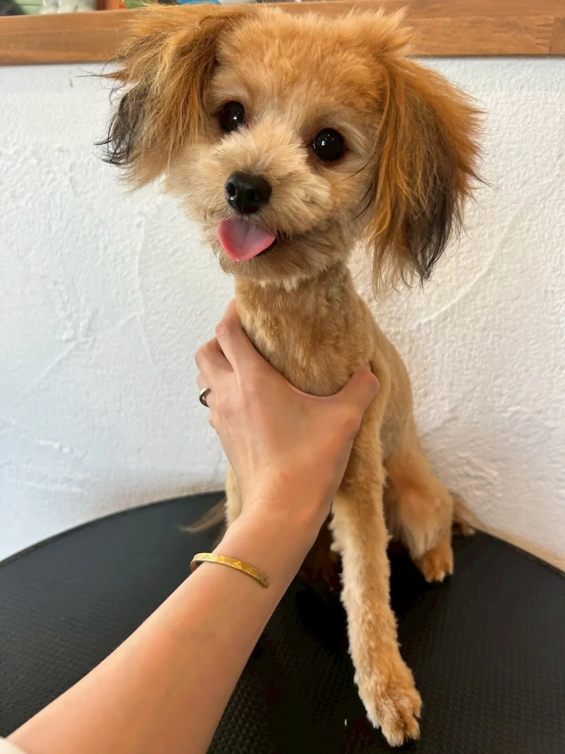 ワンちゃんたちの素敵なビフォーアフターを紹介します🐕✂️