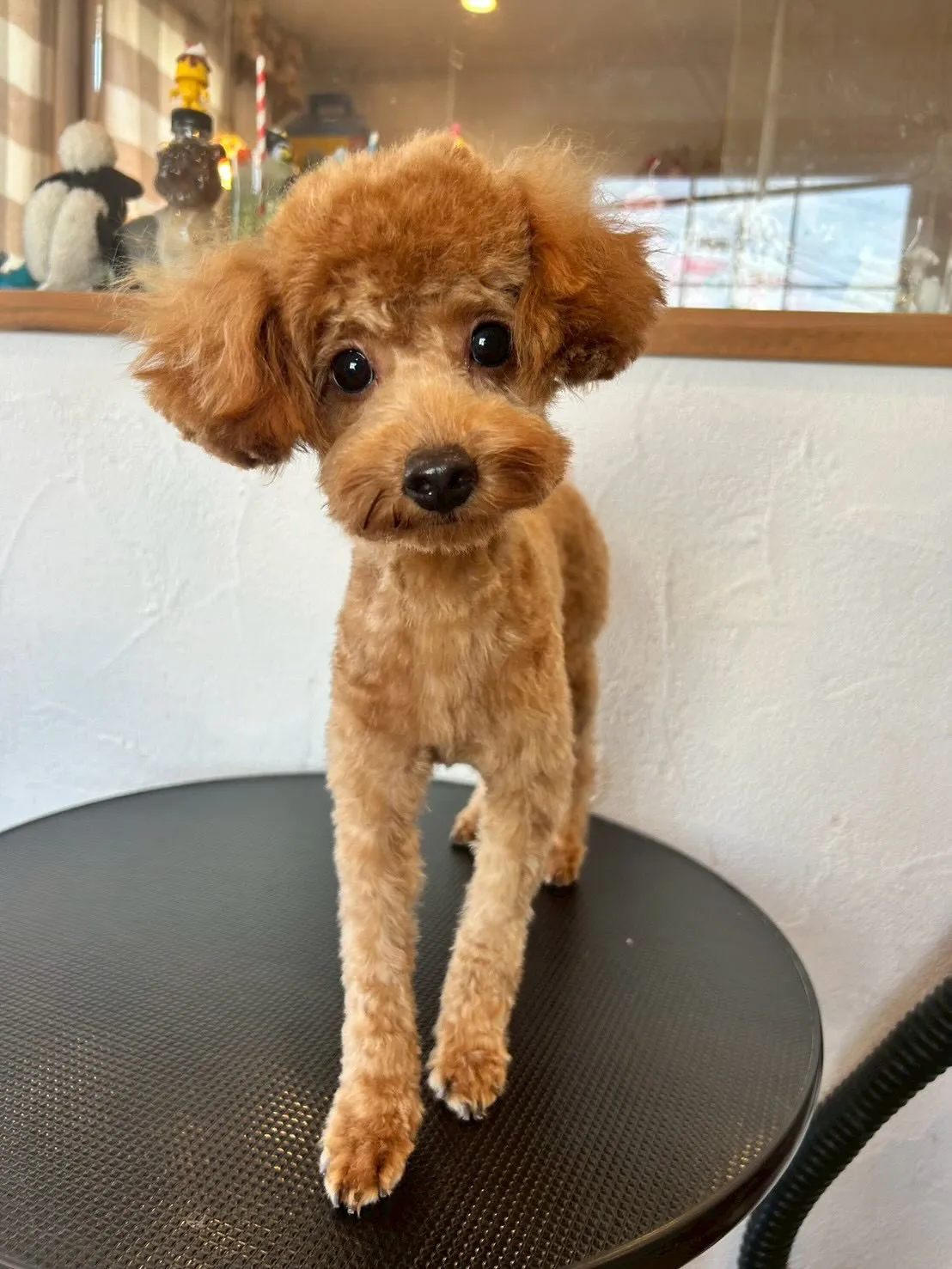 ワンちゃんたちの素敵なビフォーアフターを紹介します🐕✂️