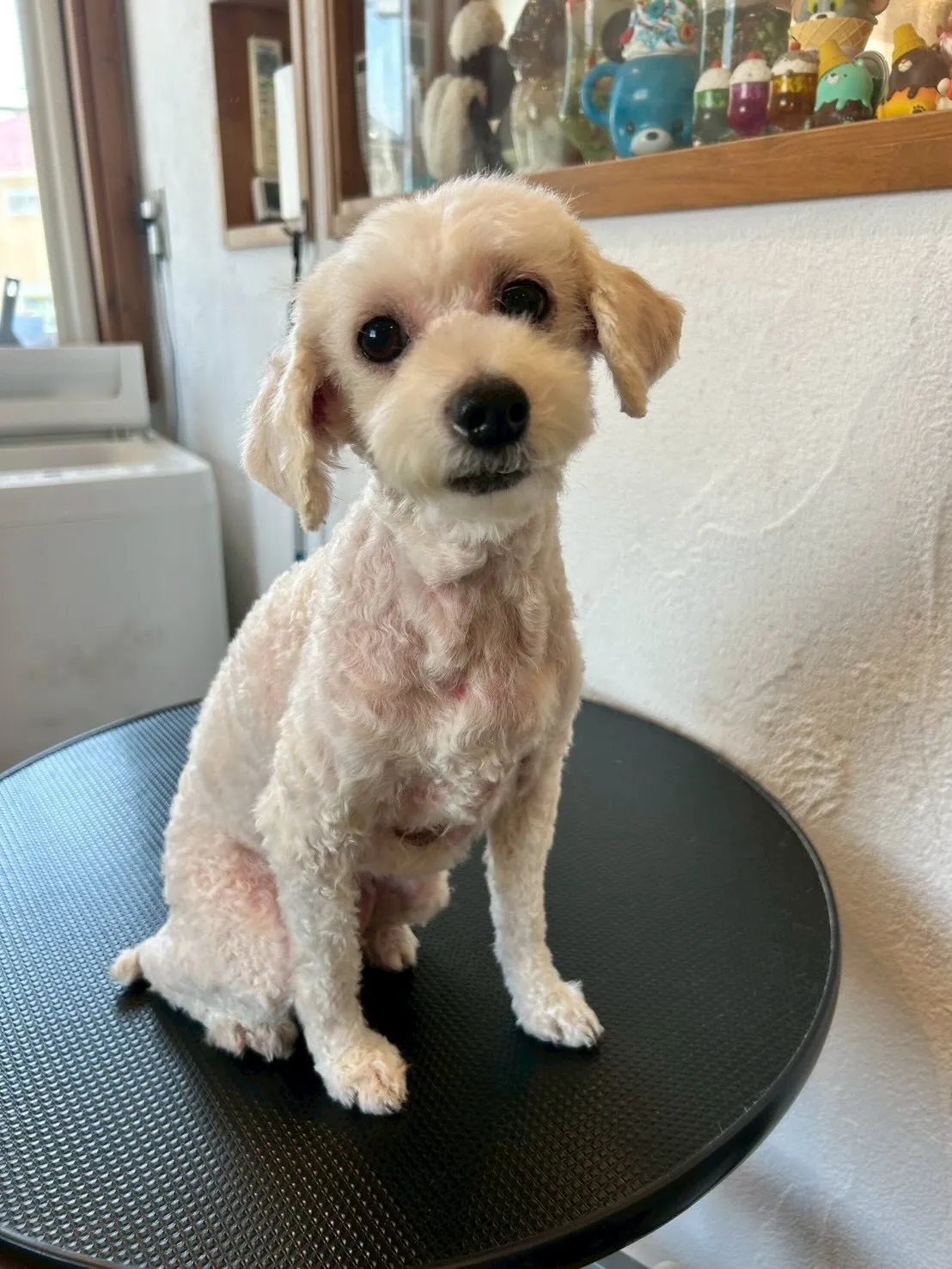 ワンちゃんたちの素敵なビフォーアフターを紹介します🐕✂️