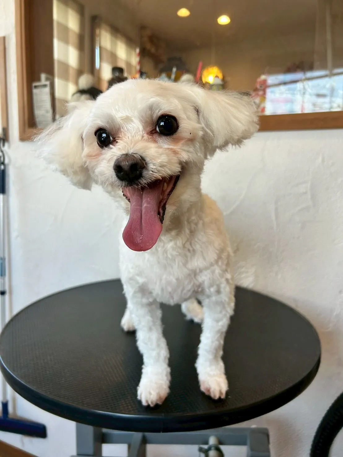 🐶トリミングサロンに可愛いお客様が来てくれました！✨