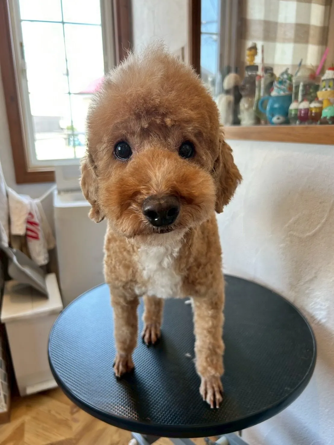 トリミングサロンから可愛いワンちゃんたちのビフォー＆アフター...