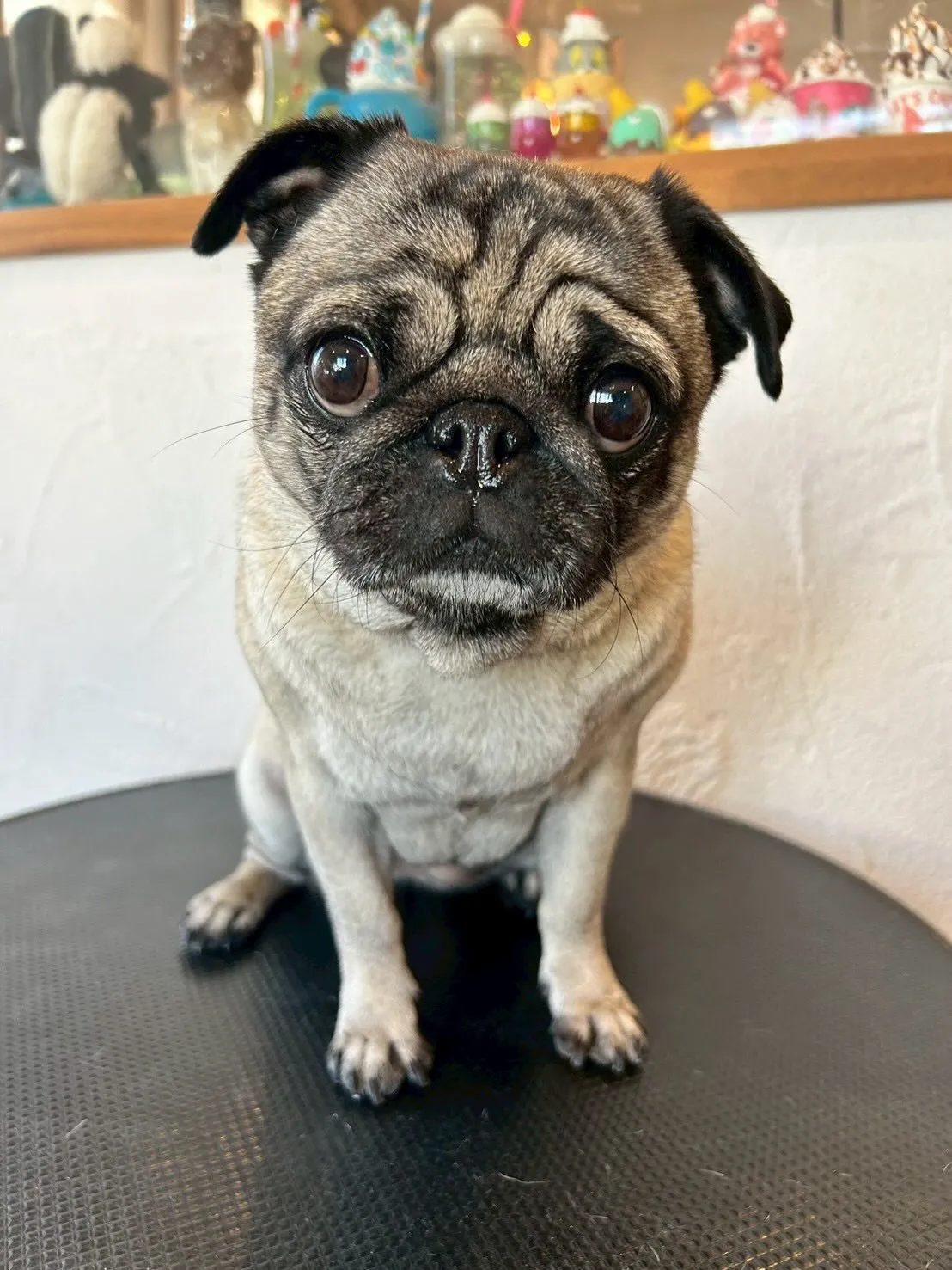 トリミングサロンから可愛いワンちゃんたちのビフォー＆アフター...