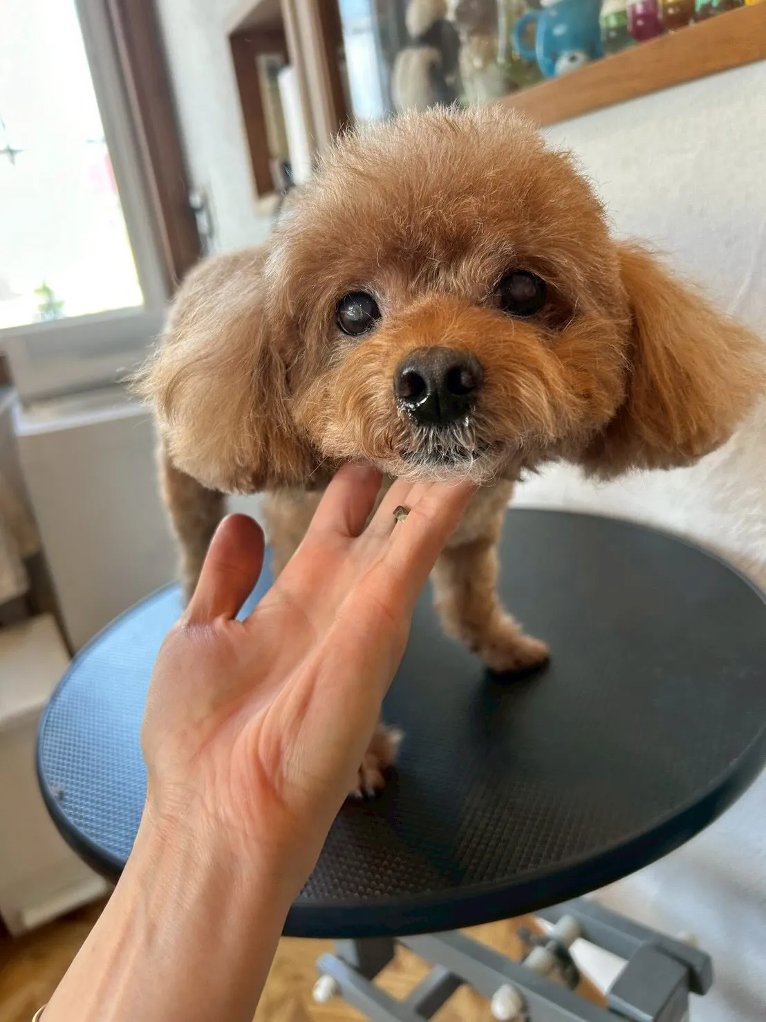 トリミングサロンから可愛いワンちゃんたちのビフォー＆アフター...