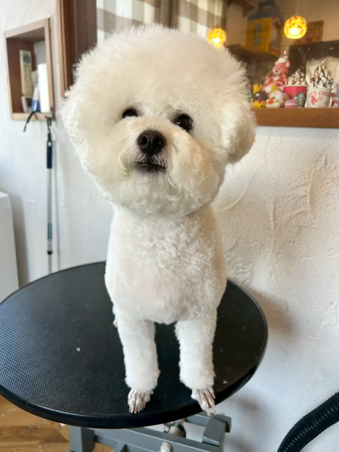 トリミングサロンから可愛いワンちゃんたちのビフォー＆アフター...