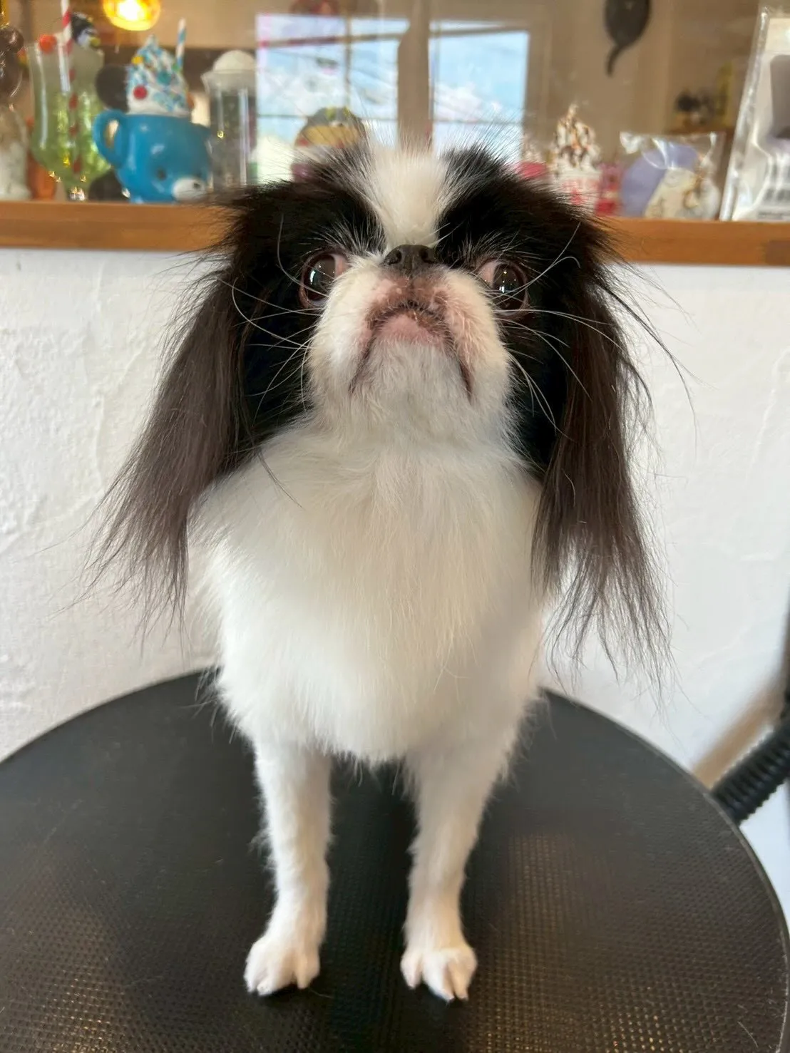 トリミングサロンには、元気いっぱいのワンコたちが集いました🐶...