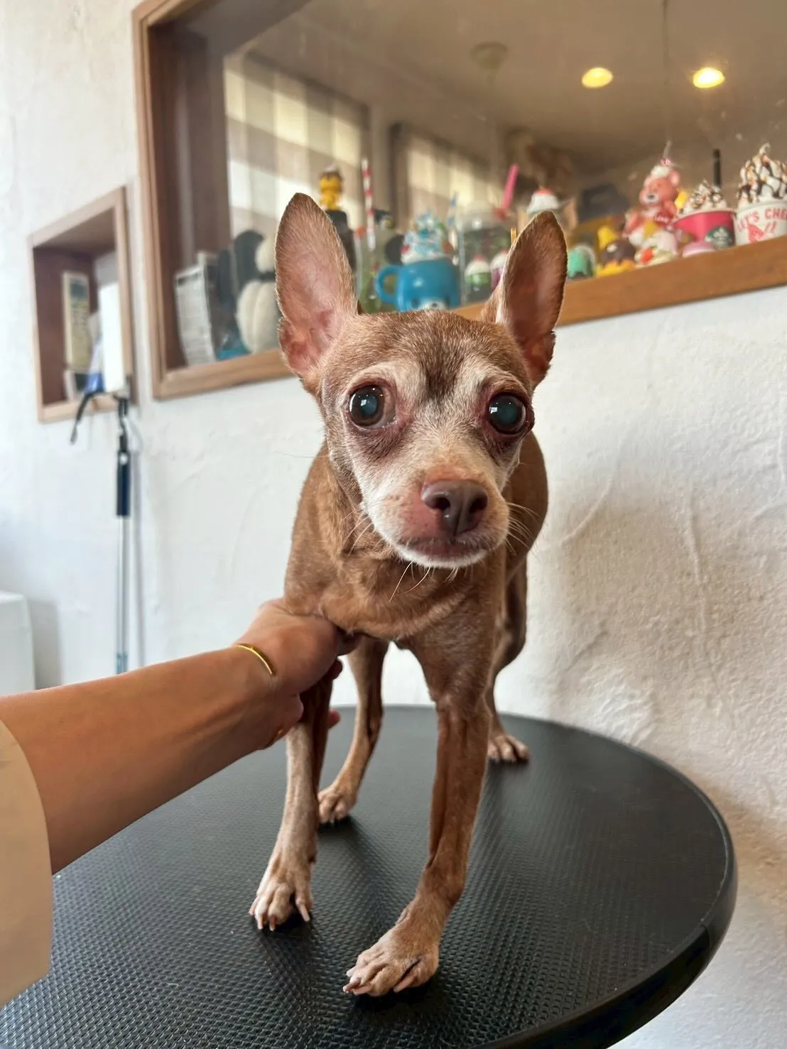 トリミングサロンには、元気いっぱいのワンコたちが集いました🐶...