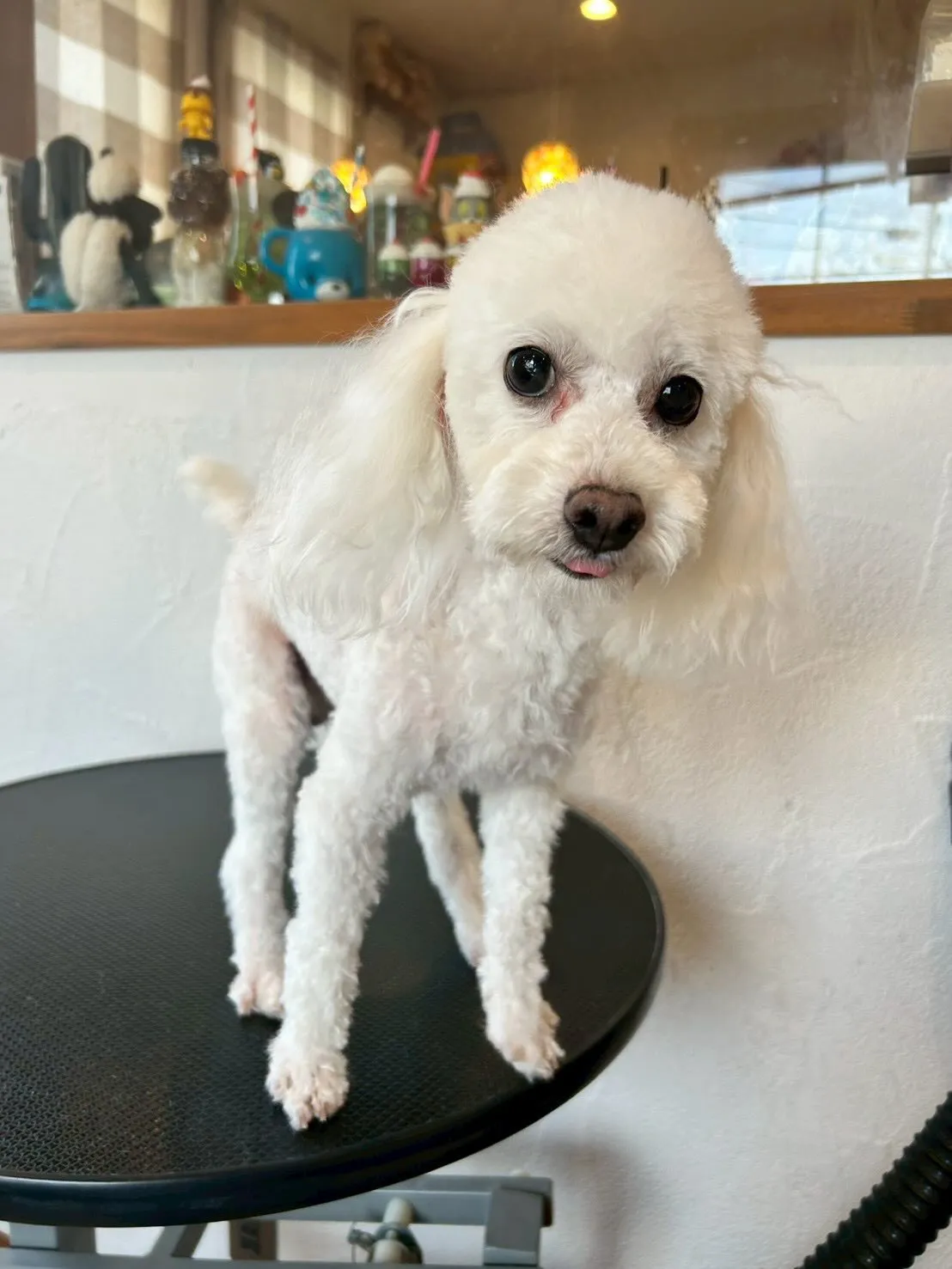 トリミングサロンには、元気いっぱいのワンコたちが集いました🐶...