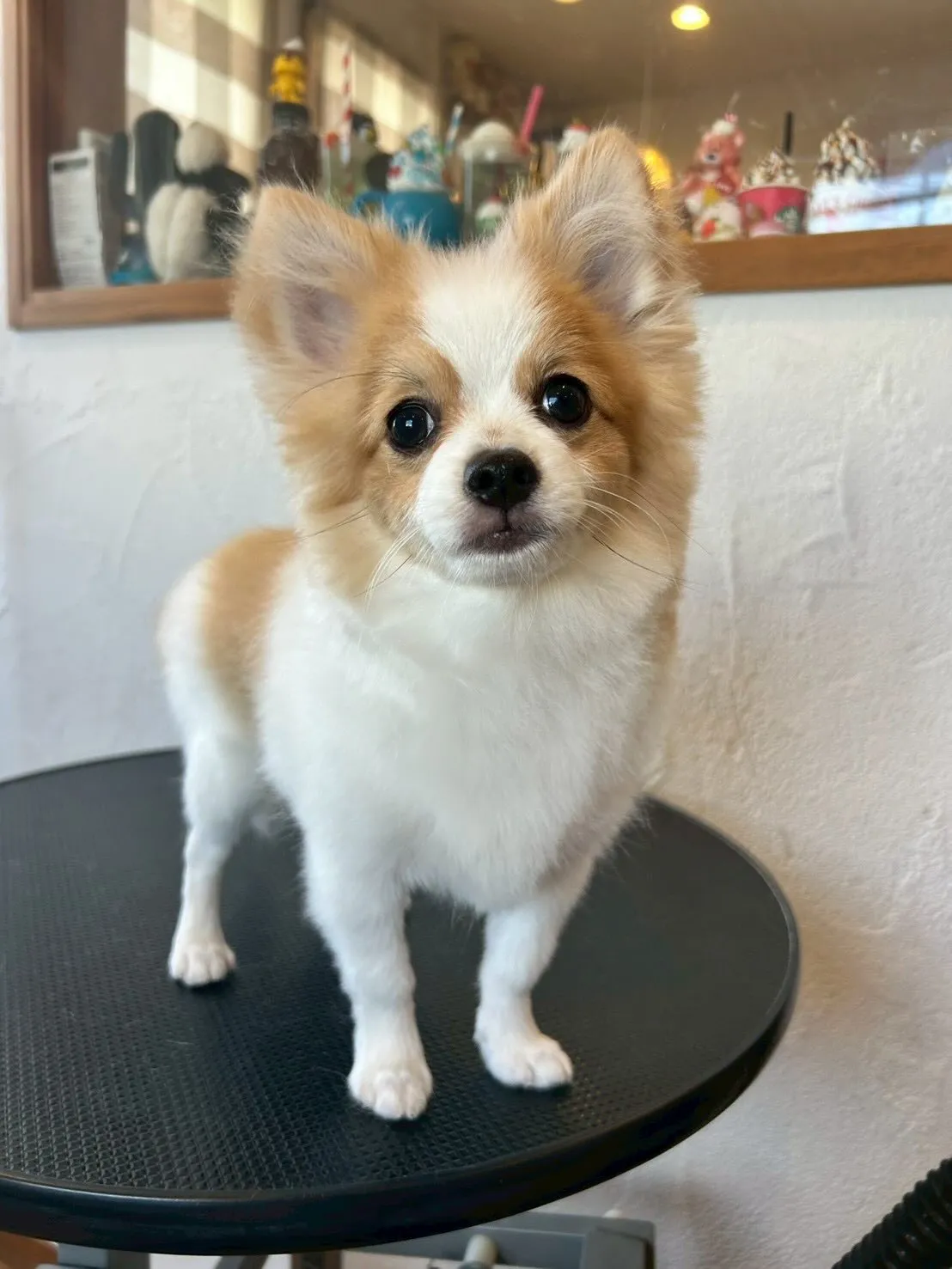 🚐✨トリミングサロンご利用のお客様🌟ぜひ送迎サービスを活用し...