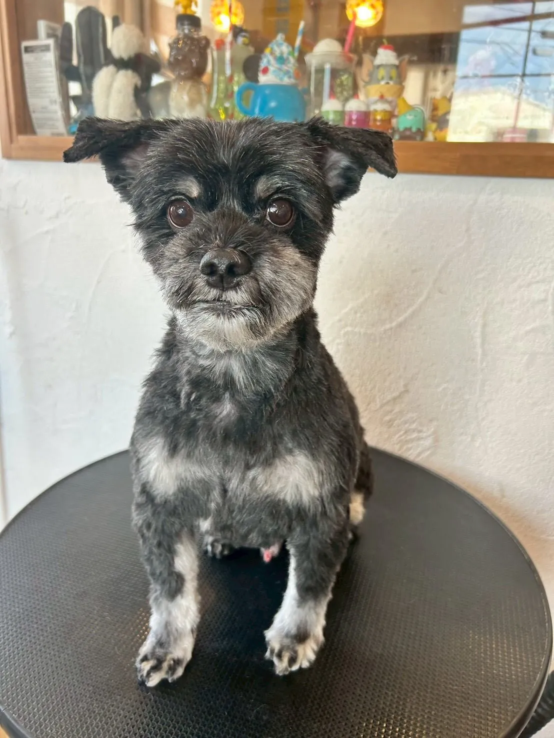 🚐✨トリミングサロンご利用のお客様🌟ぜひ送迎サービスを活用し...