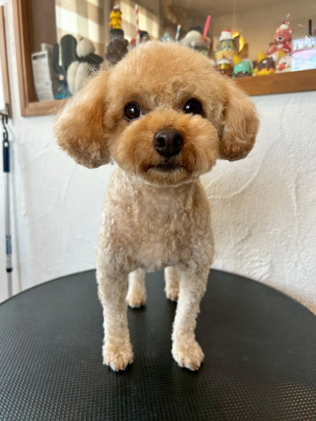 当サロンに可愛いお友達がたくさん来てくれました✨