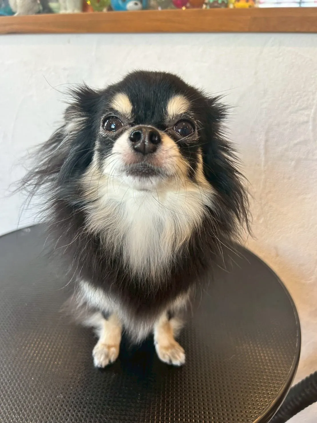 当サロンに可愛いお友達がたくさん来てくれました✨