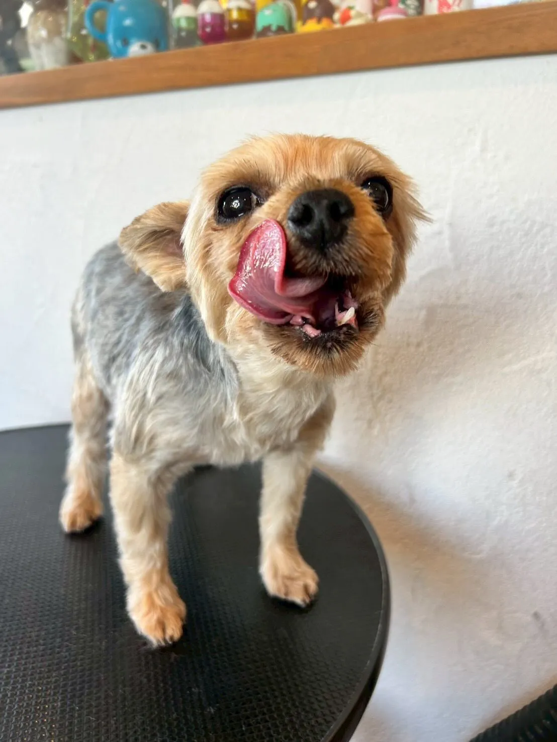 当サロンに可愛いお友達がたくさん来てくれました✨