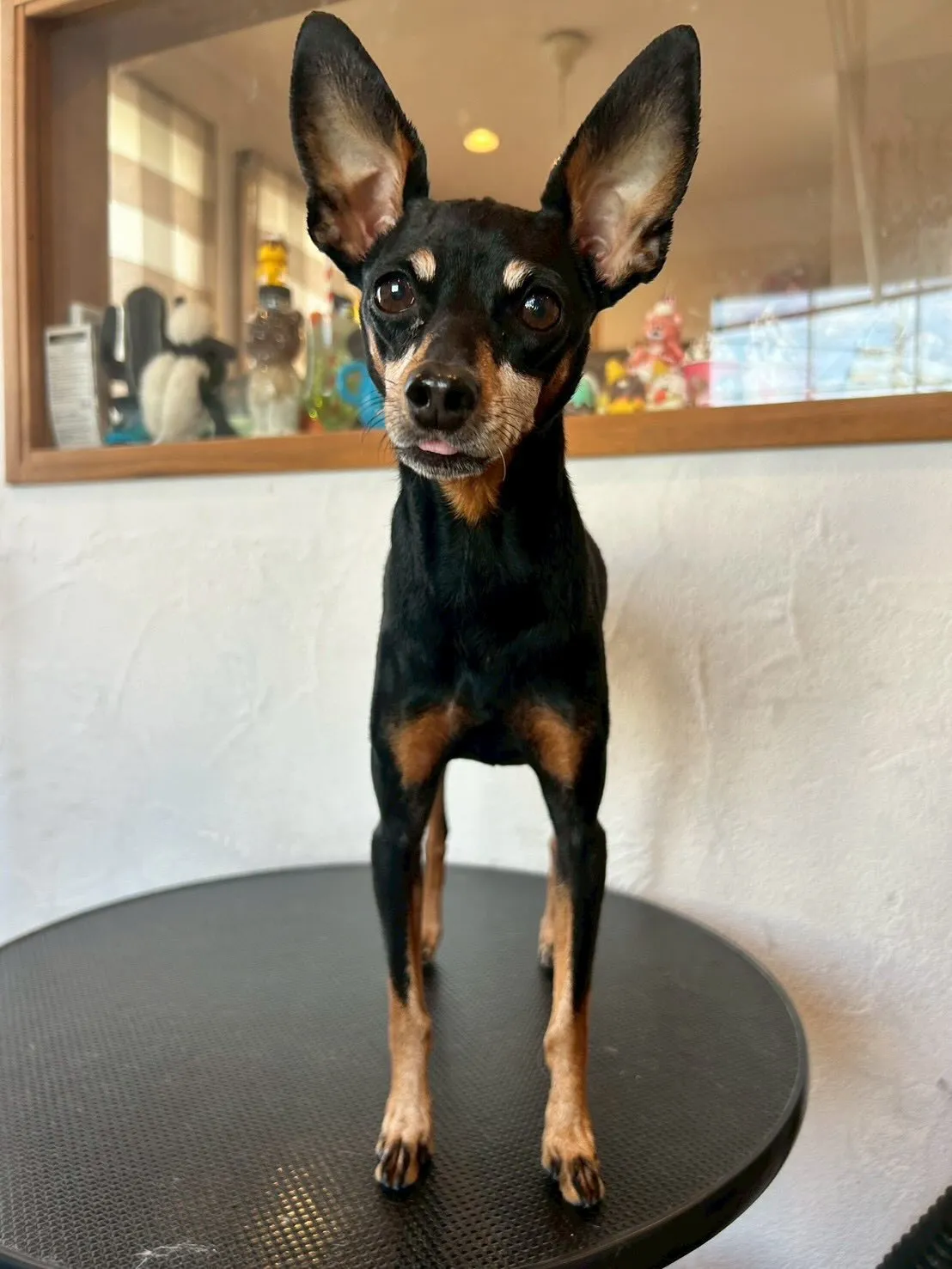 当サロンに可愛いお友達がたくさん来てくれました✨