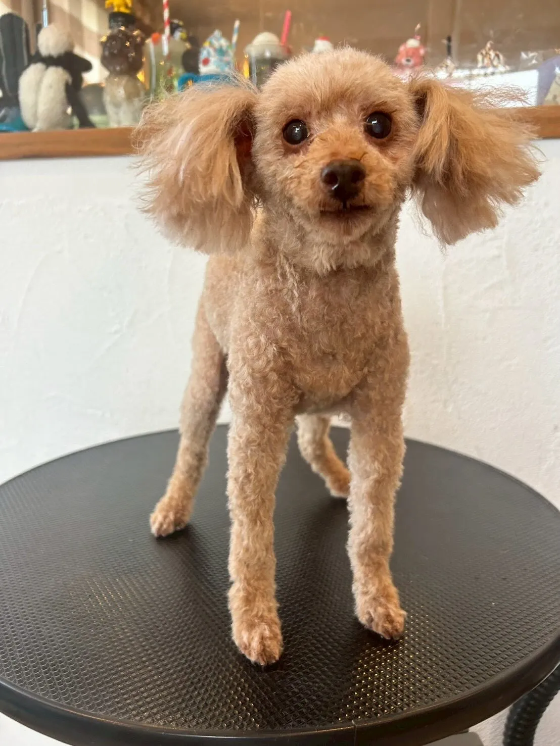 当サロンに可愛いお友達がたくさん来てくれました✨