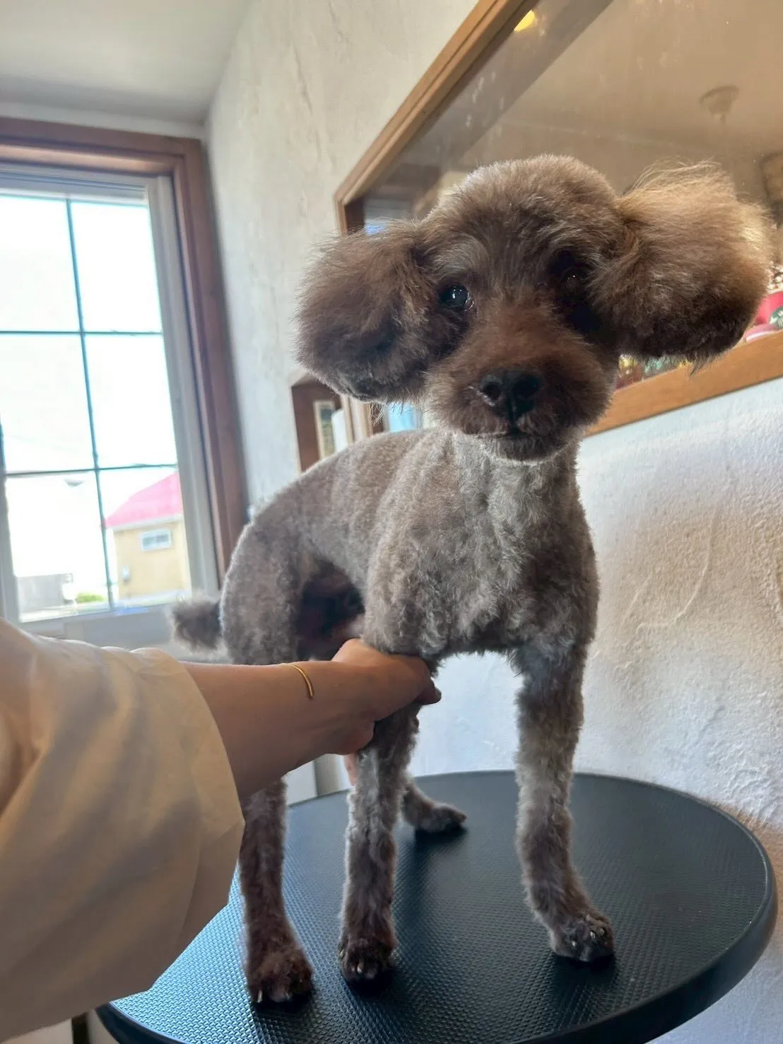 🐾✨たくさんのかわいいわんちゃんたちが当店を訪れてくれました...