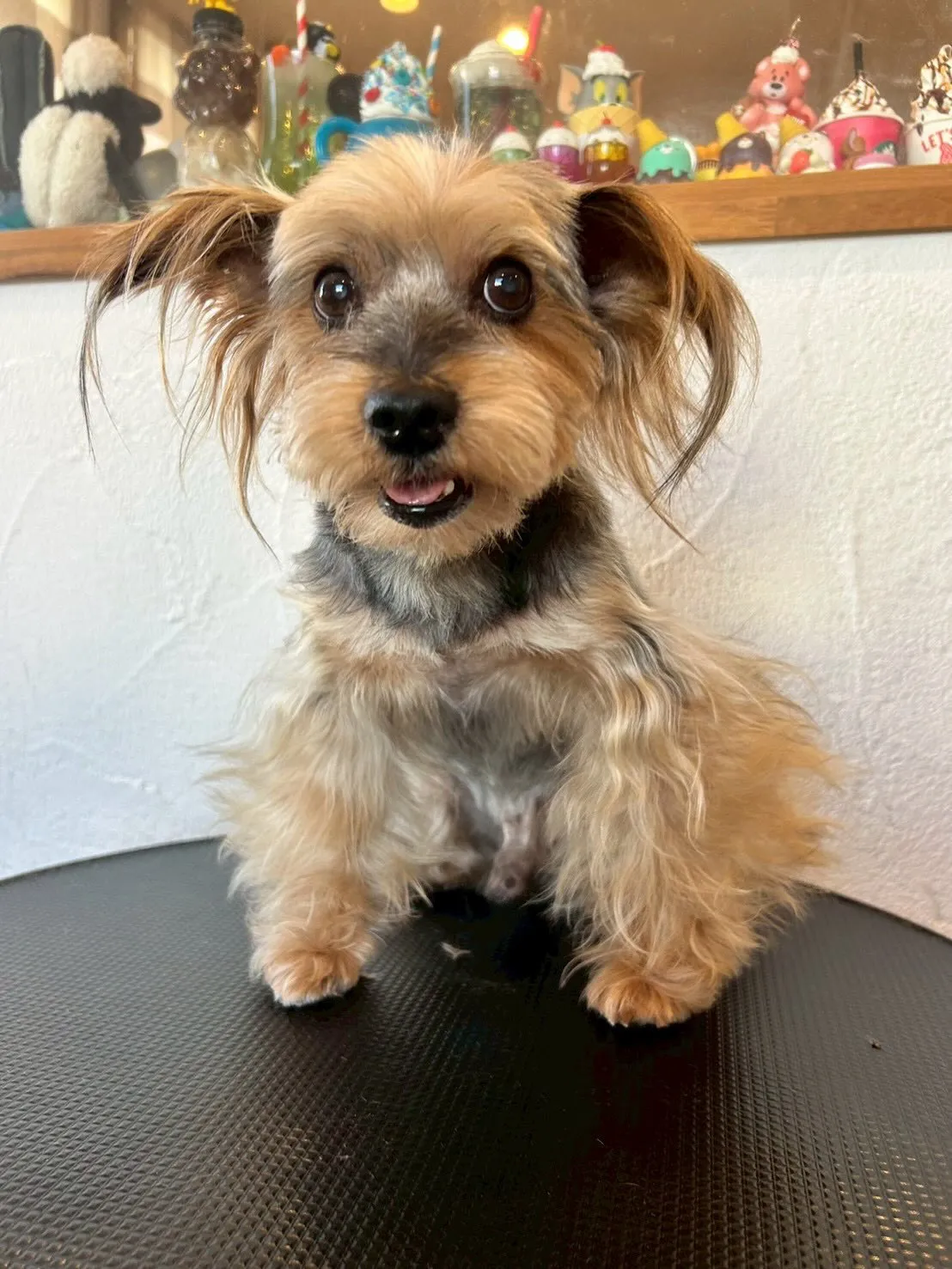 🐾✨たくさんのかわいいわんちゃんたちが当店を訪れてくれました...