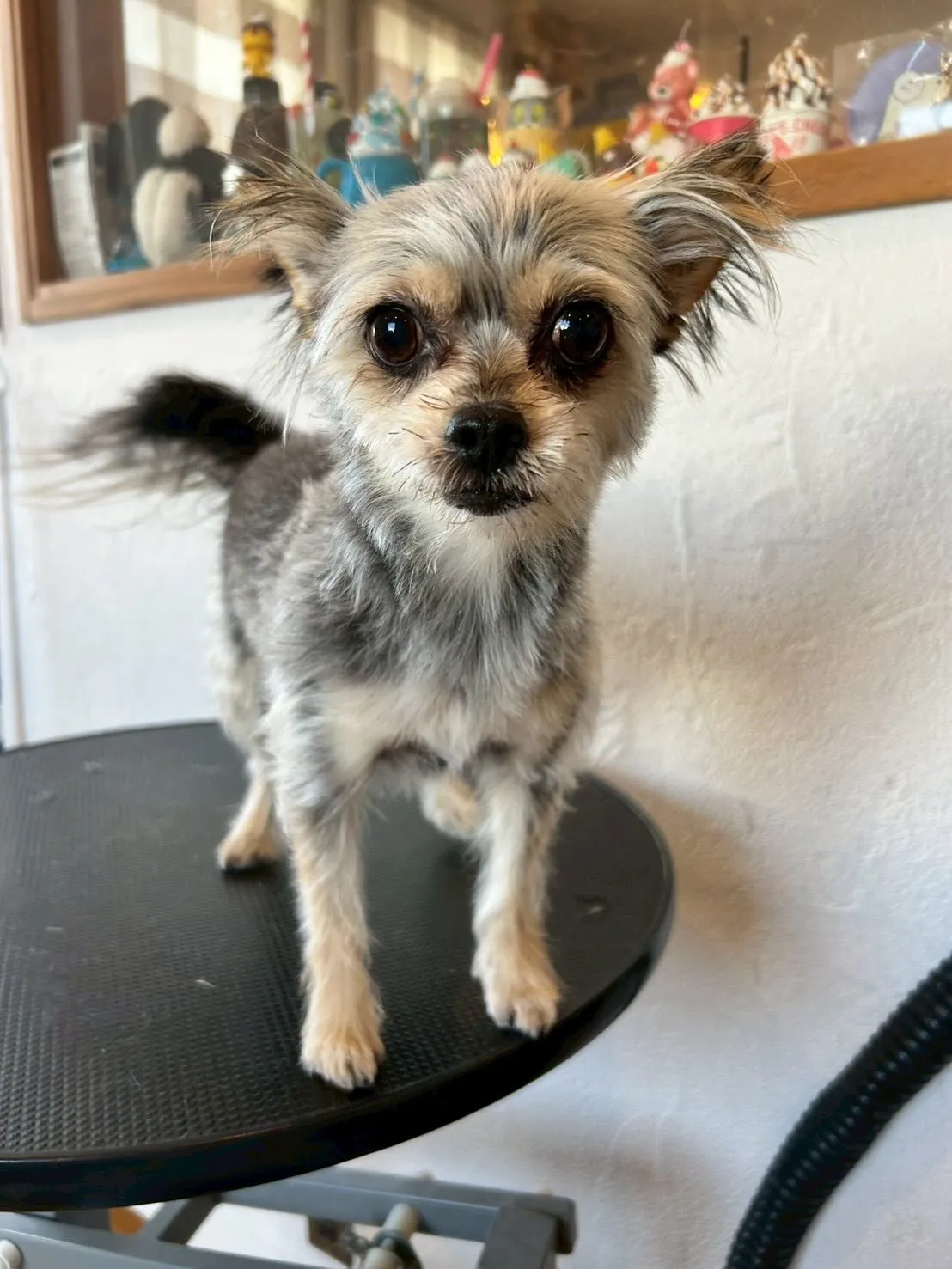 こんにちは、みなさん🐾✨