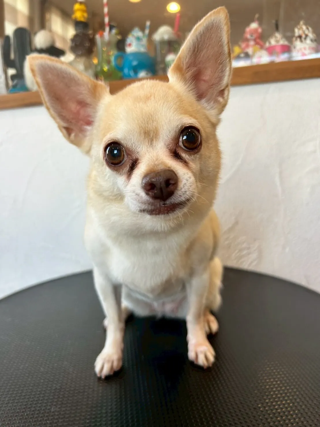 こんにちは、みなさん🐾✨