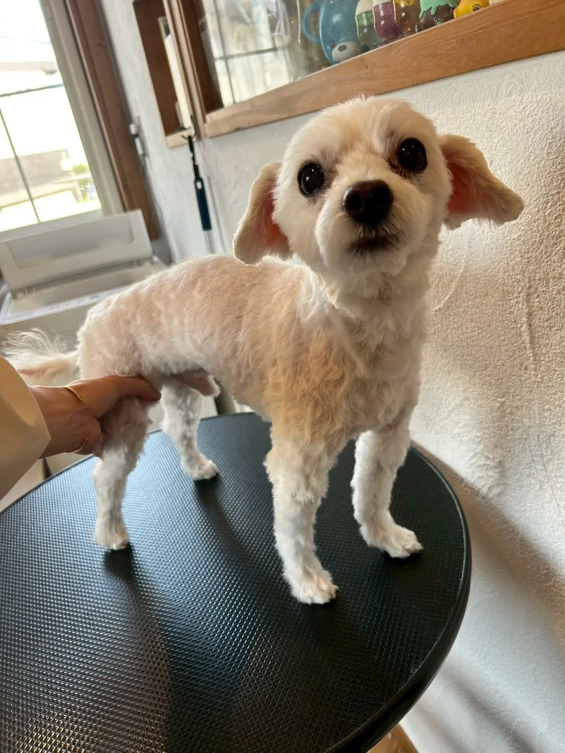 こんにちは、みなさん🐾✨