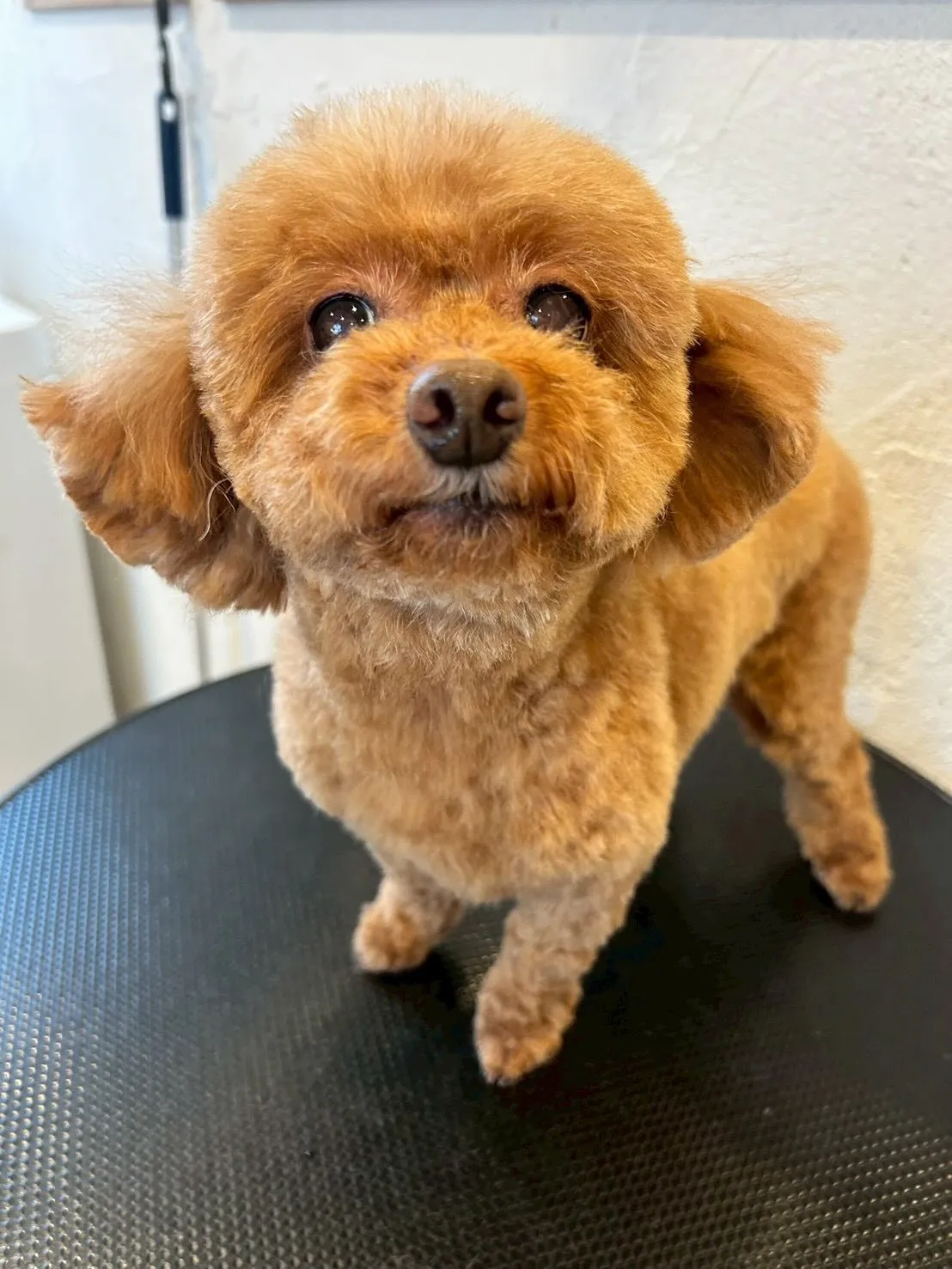 こんにちは、みなさん🐾✨