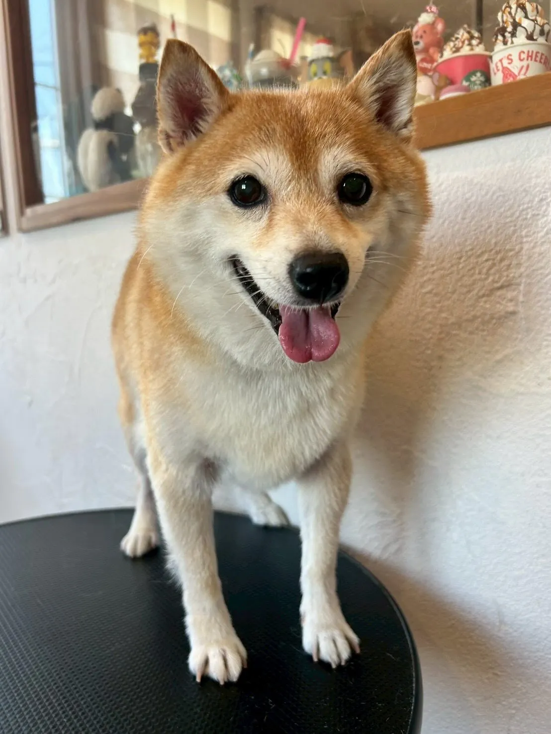 ワンちゃん達をさらに可愛く✨