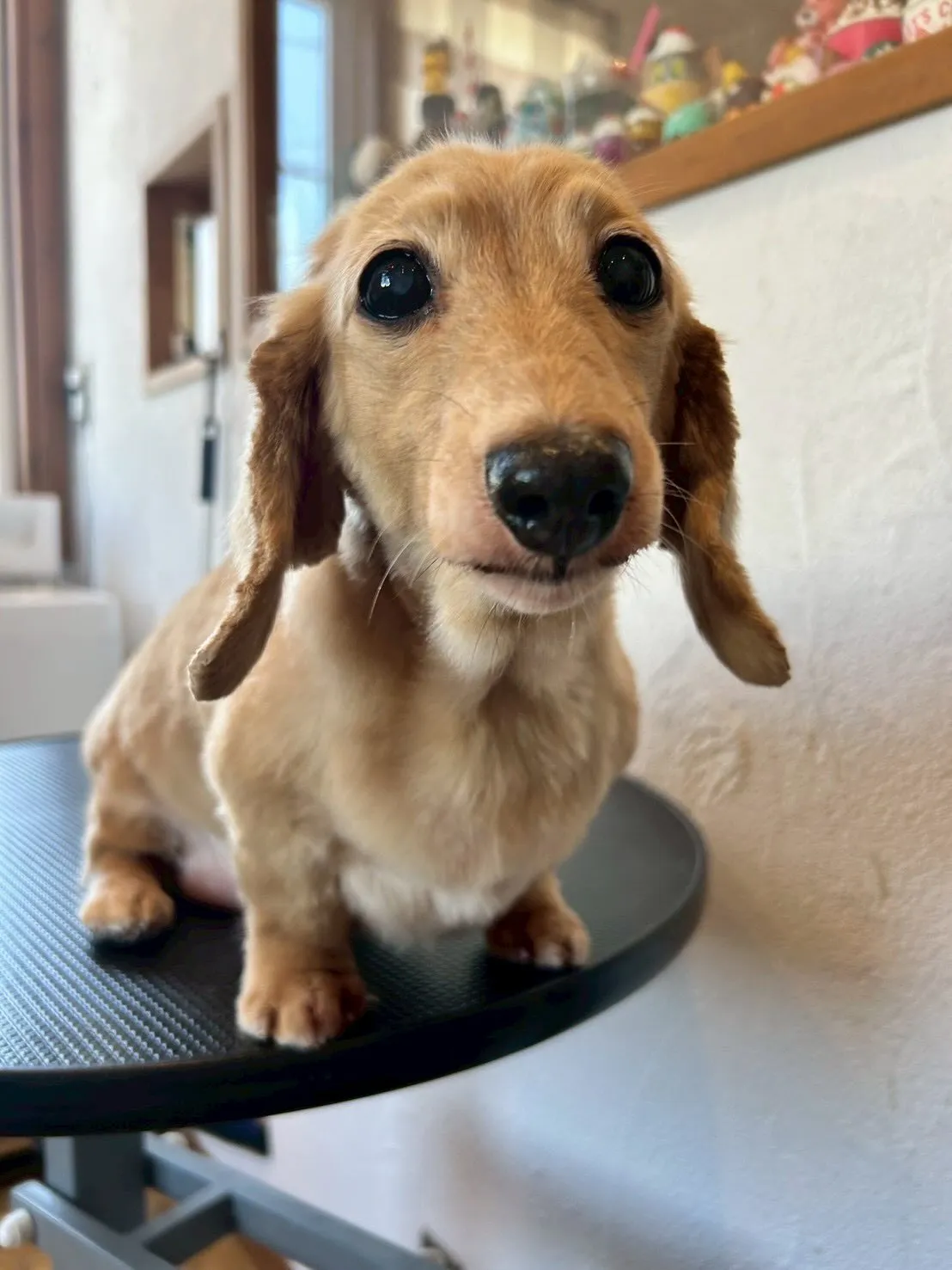 ワンちゃん達をさらに可愛く✨