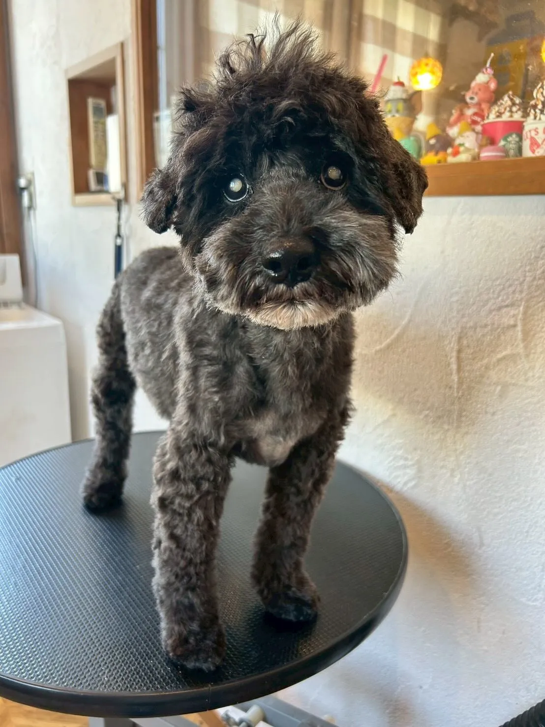 ワンちゃん達をさらに可愛く✨