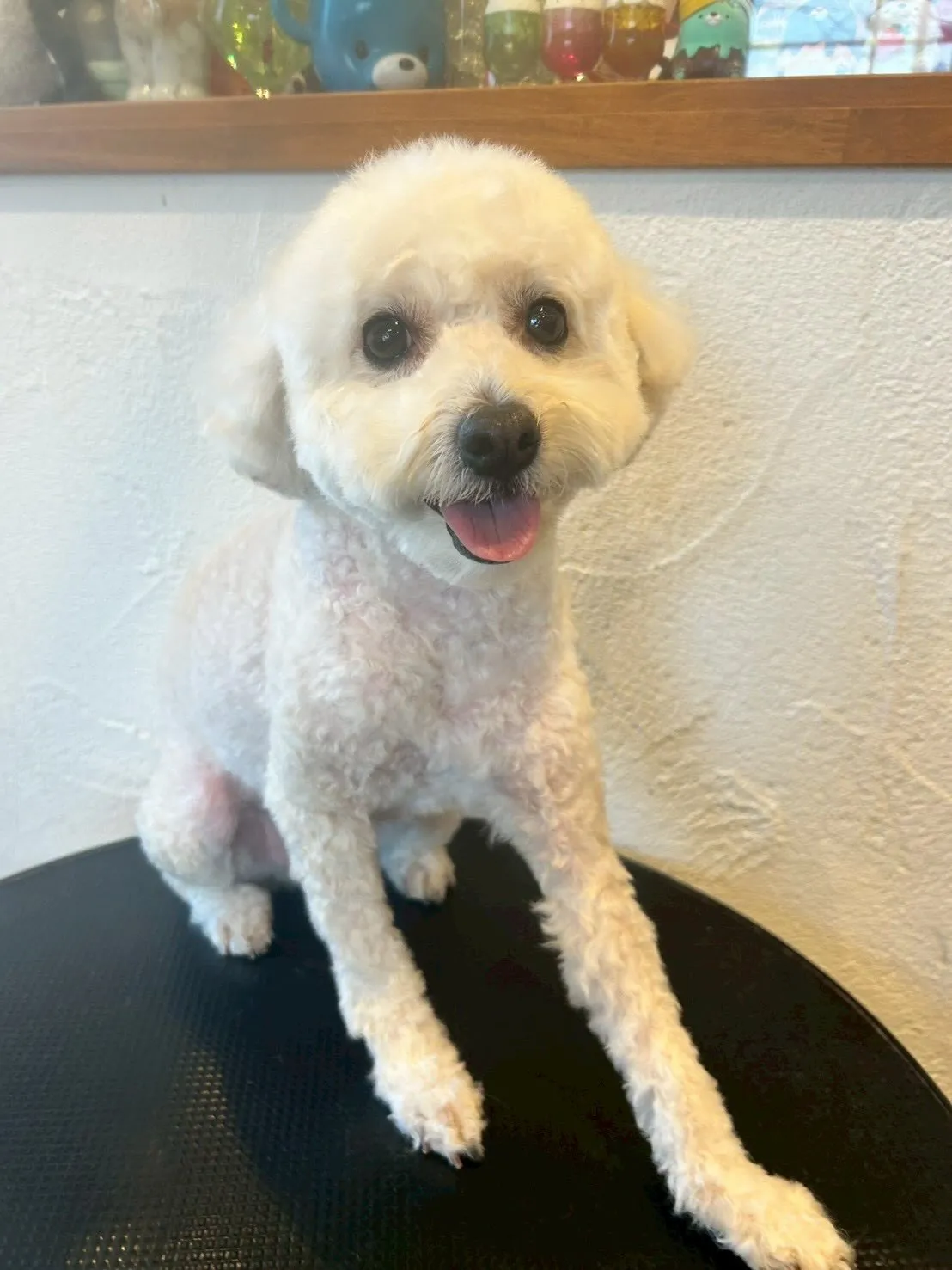 ワンちゃん達をさらに可愛く✨