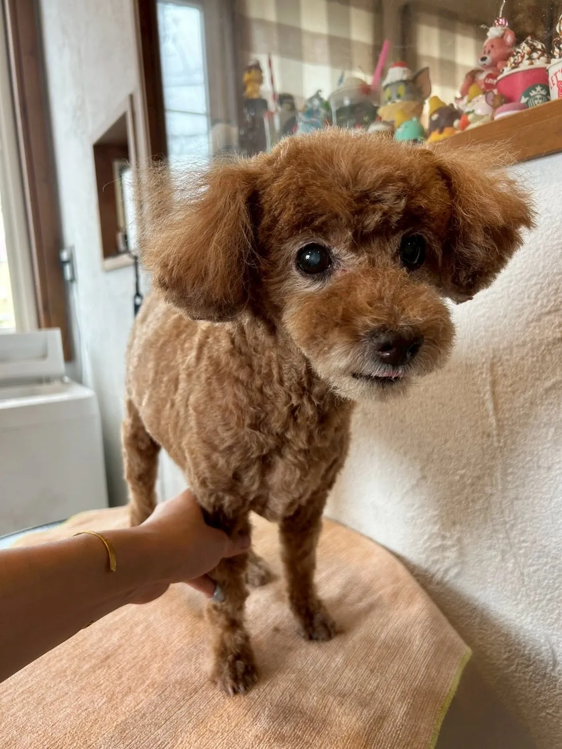 かわいいワンちゃんたちがトリミングに来てくれました✨