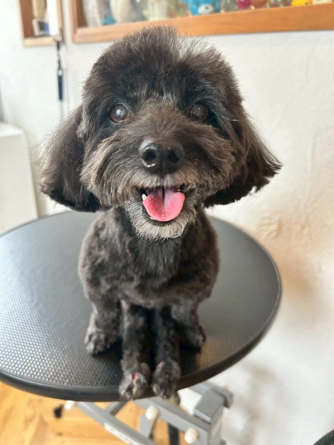 かわいいワンちゃんたちがトリミングに来てくれました✨