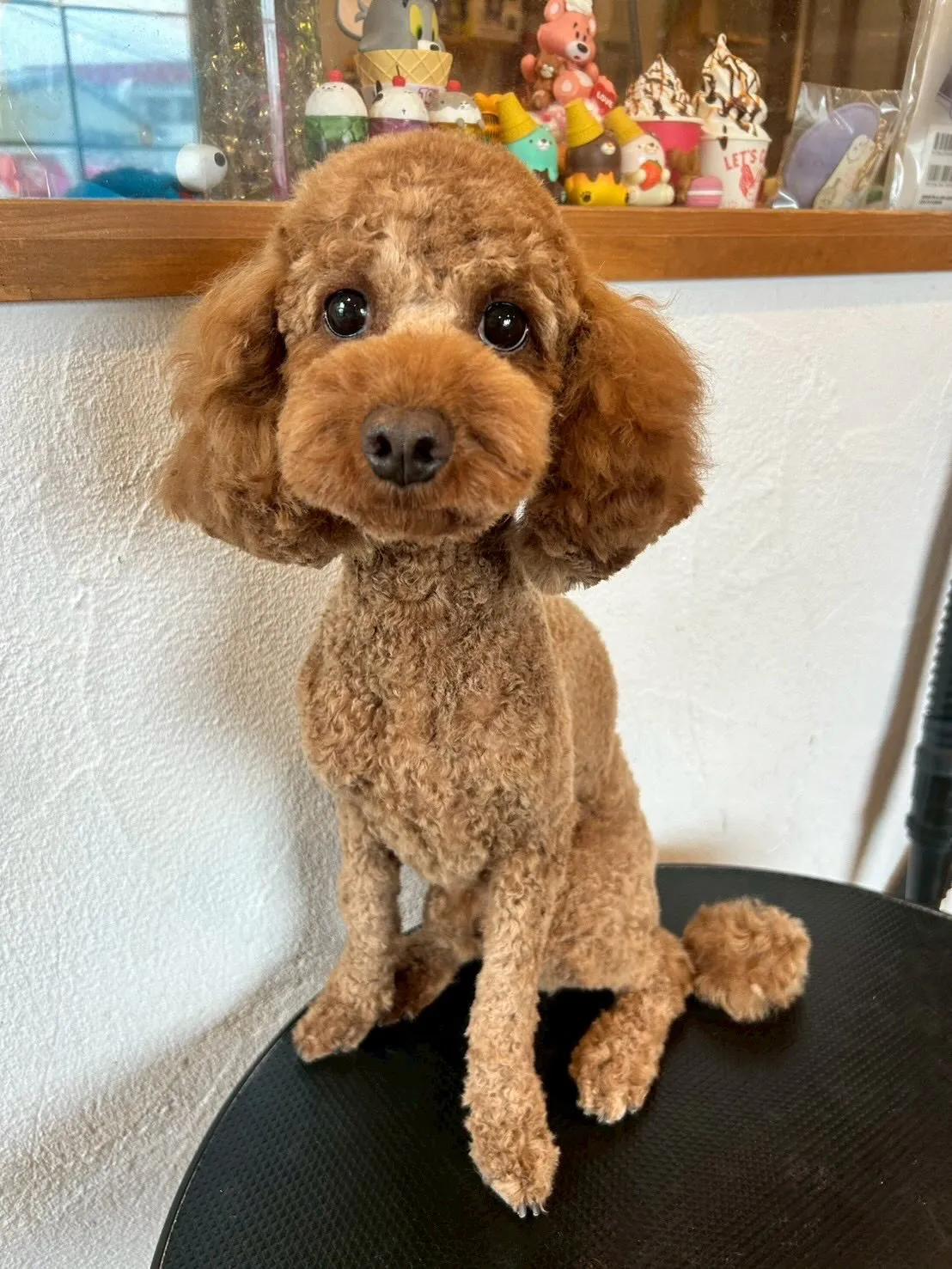 かわいいワンちゃんたちをご紹介します🐶✨