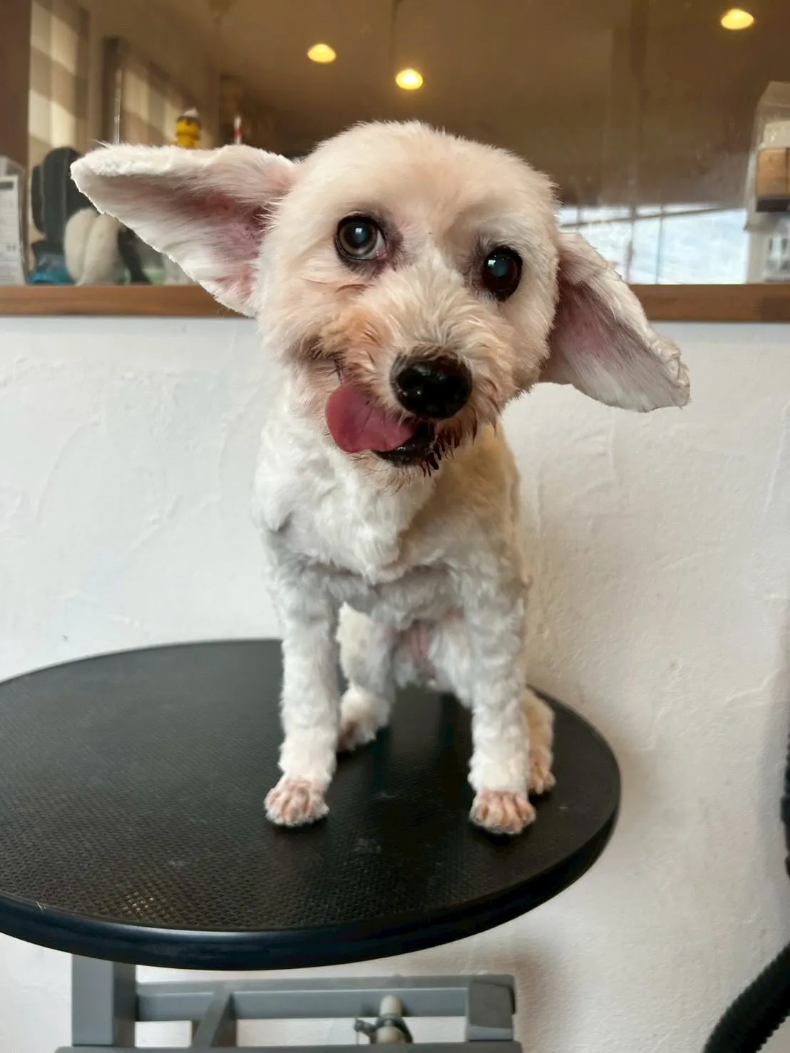 かわいいワンちゃんたちをご紹介します🐶✨