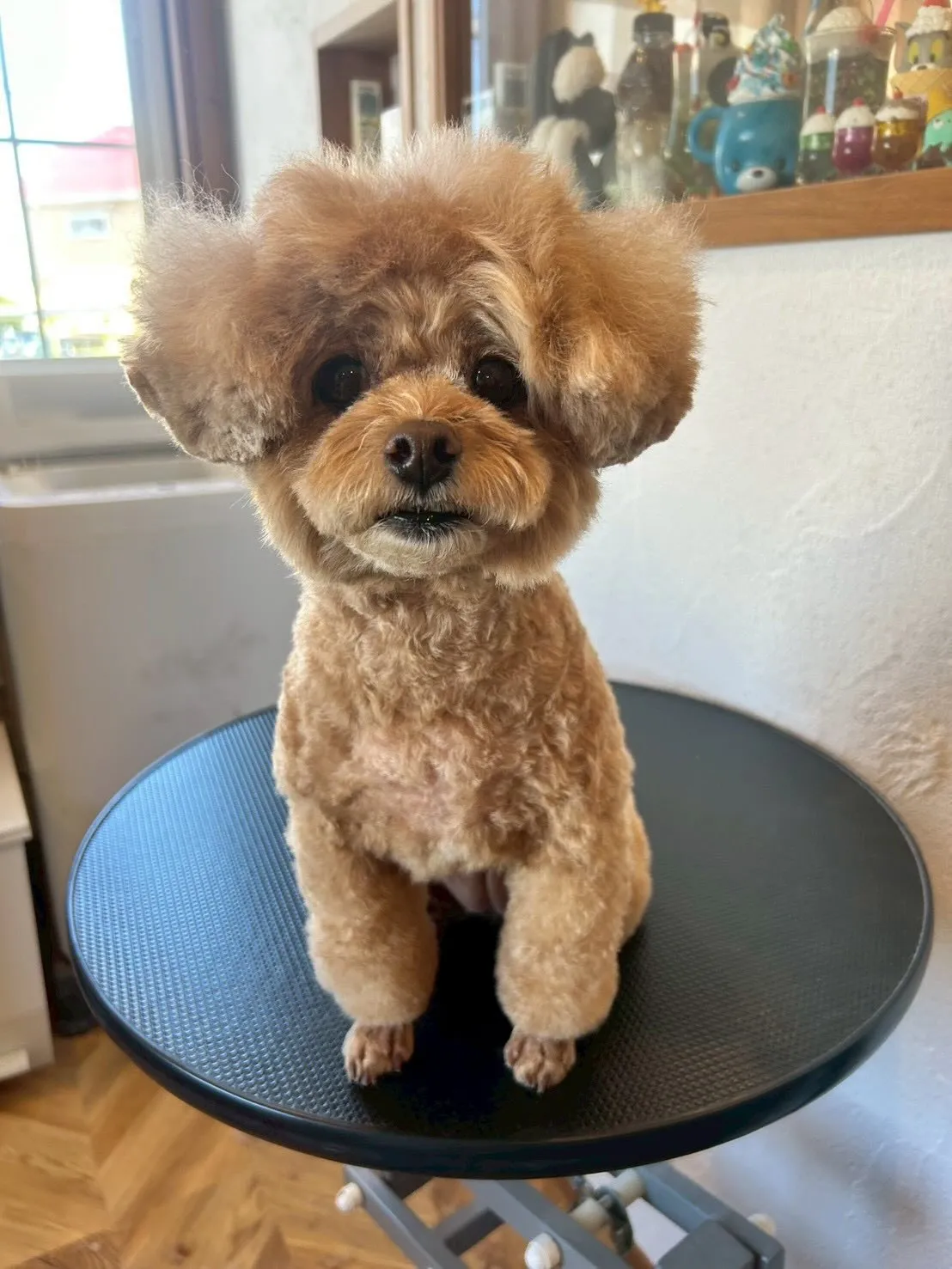 ふわふわパラダイス〜✨