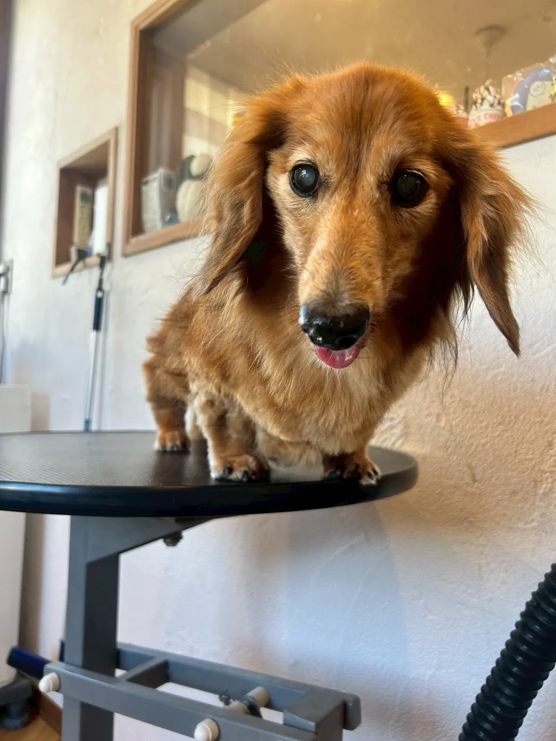 ふわふわパラダイス〜✨