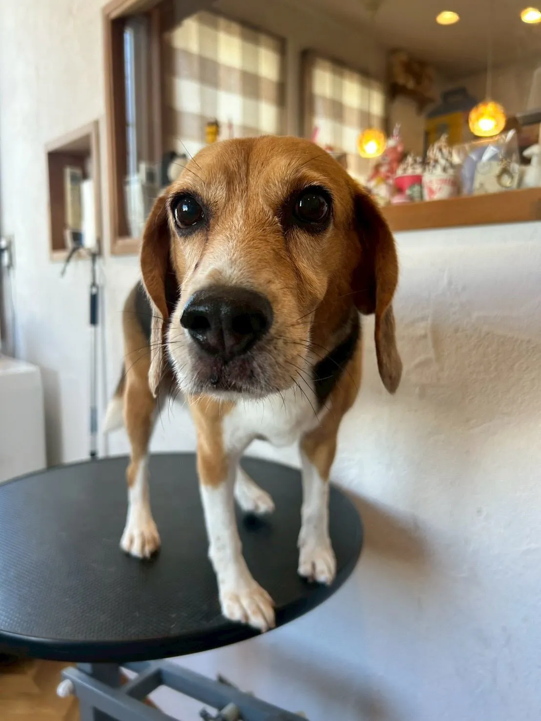 ワンちゃんたちをお迎えしてふわふわ＆もこもこに仕上げました✨...